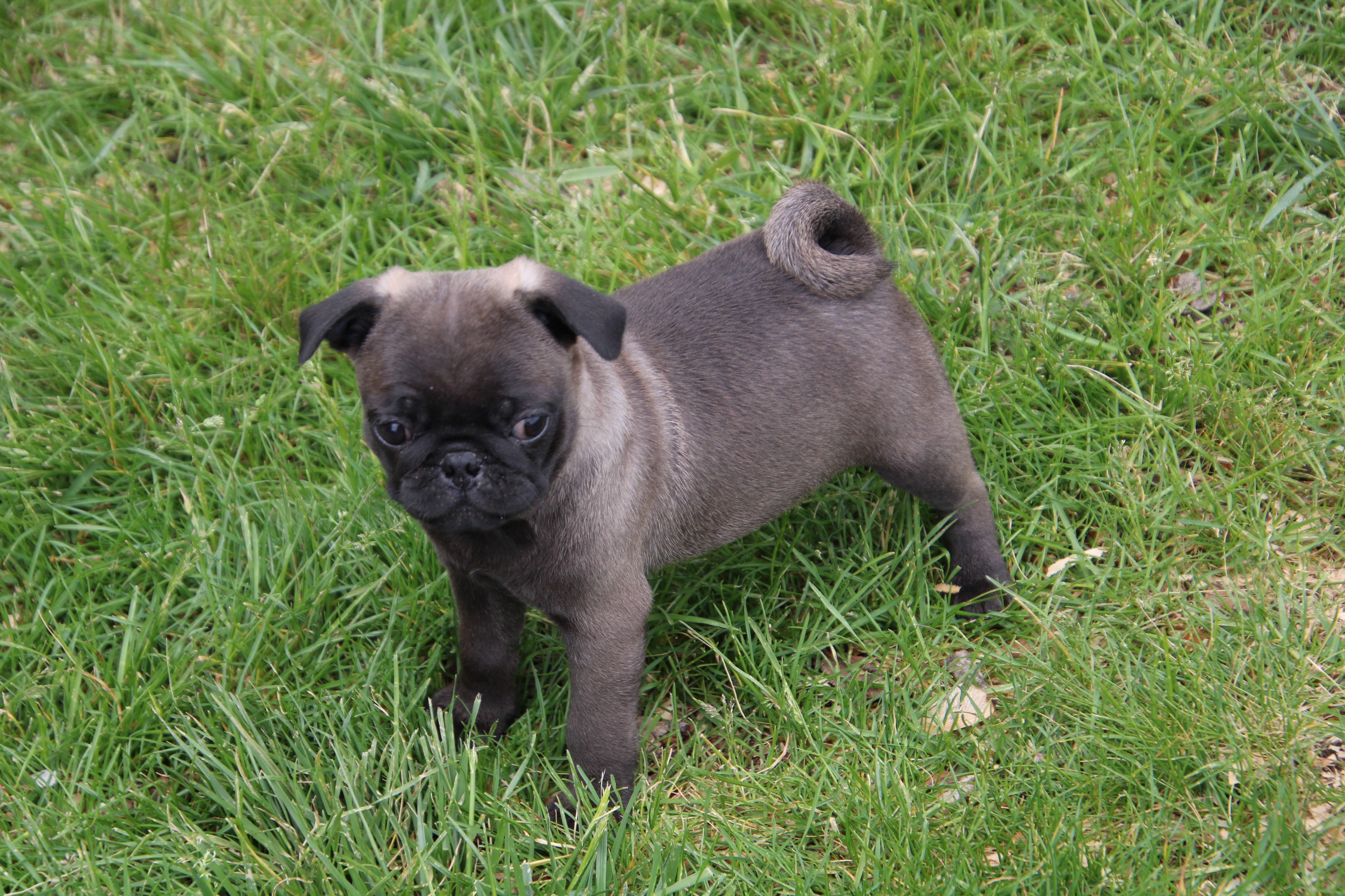 Dodge – Pug puppy for sale in Brookville, OH