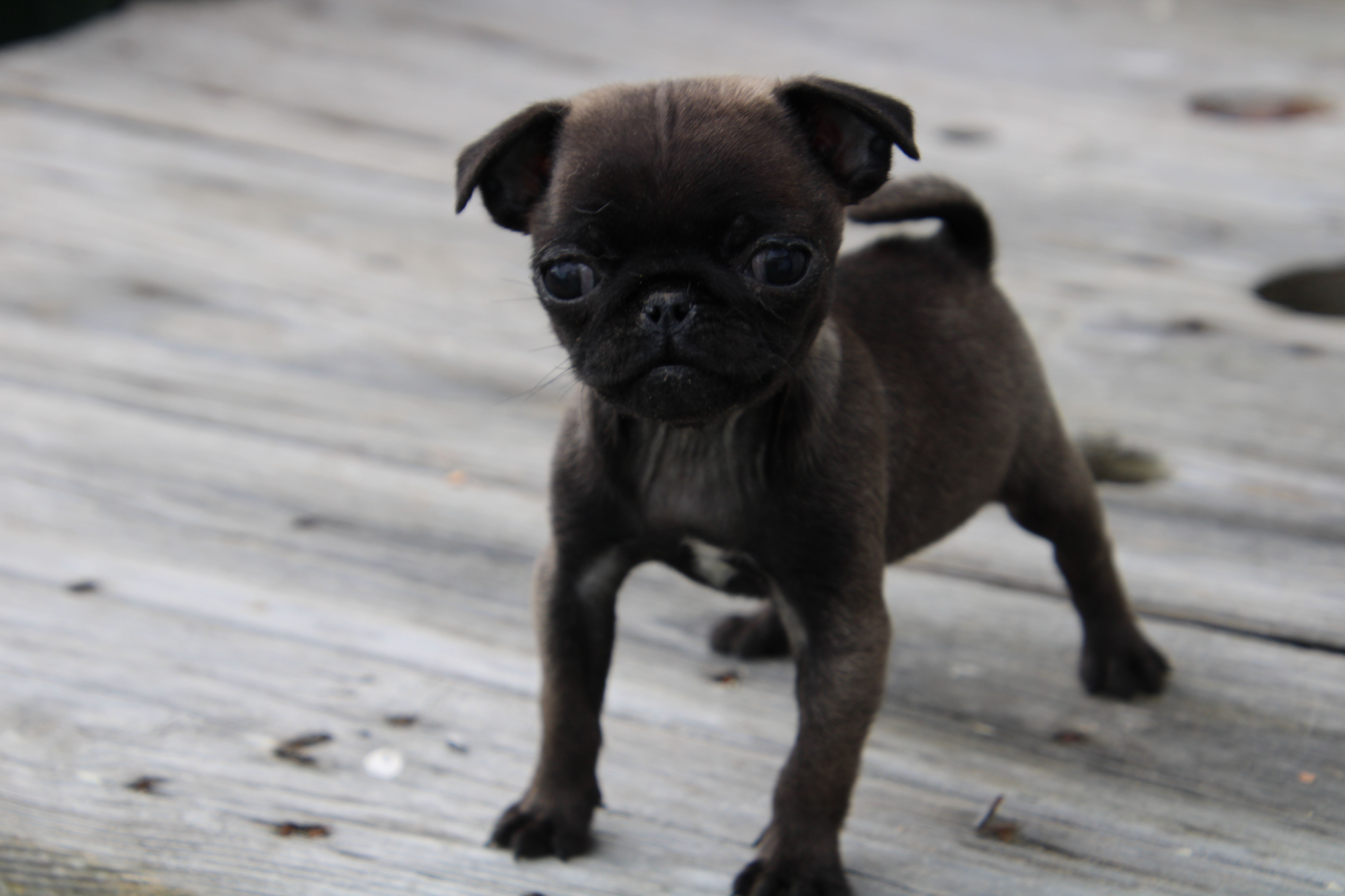 Violet – Pug puppy for sale in Brookville, OH