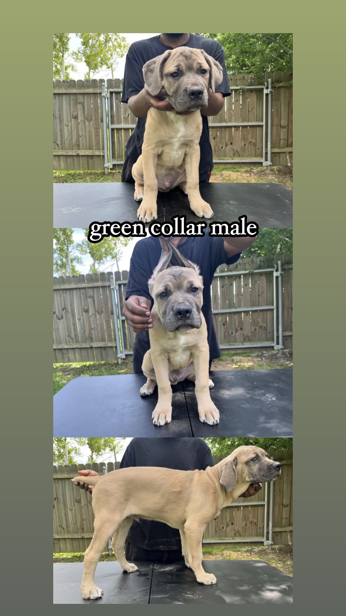 Green Collar Male – Cane Corso puppy for sale in Lake Charles, LA