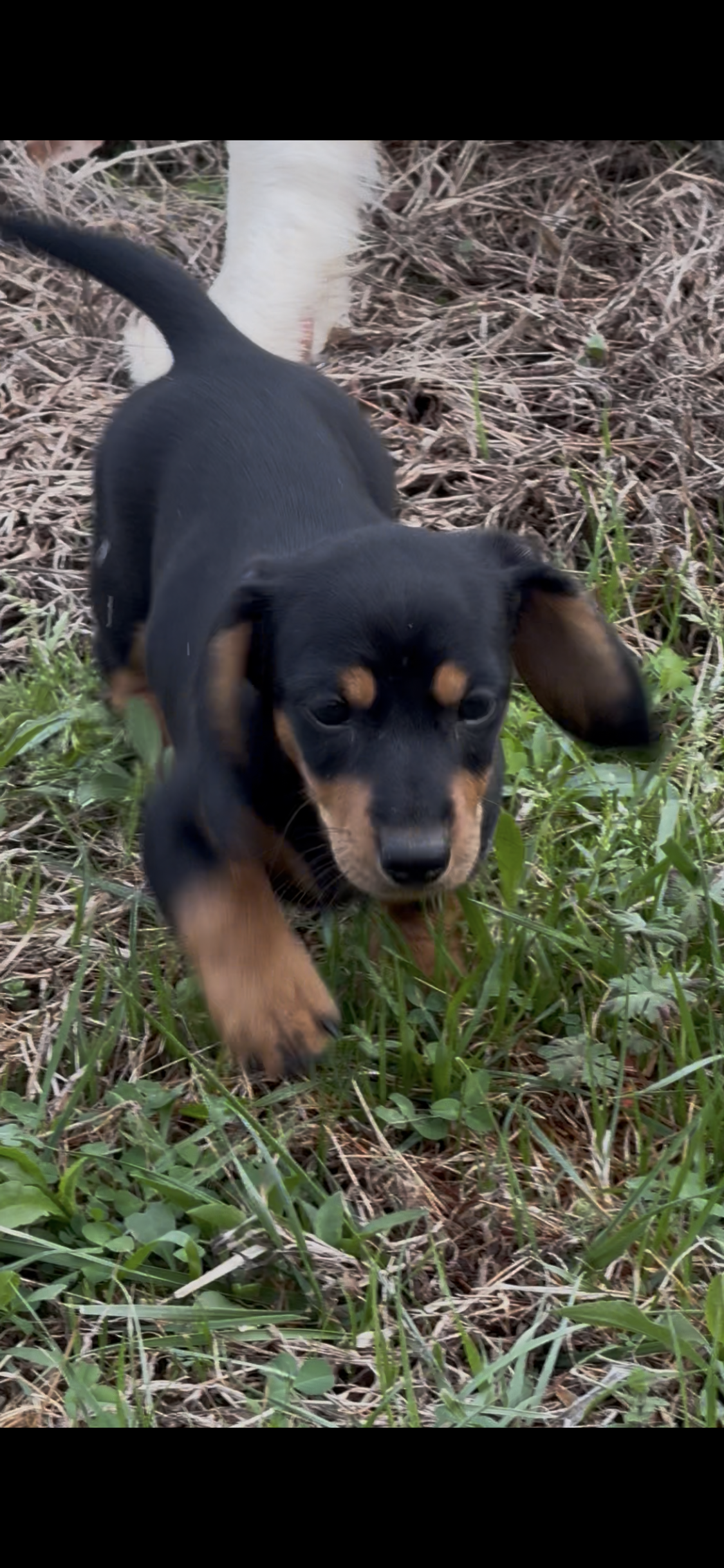 Willow 1 – Miniature Dachshund puppy for sale in Spotsylvania, VA