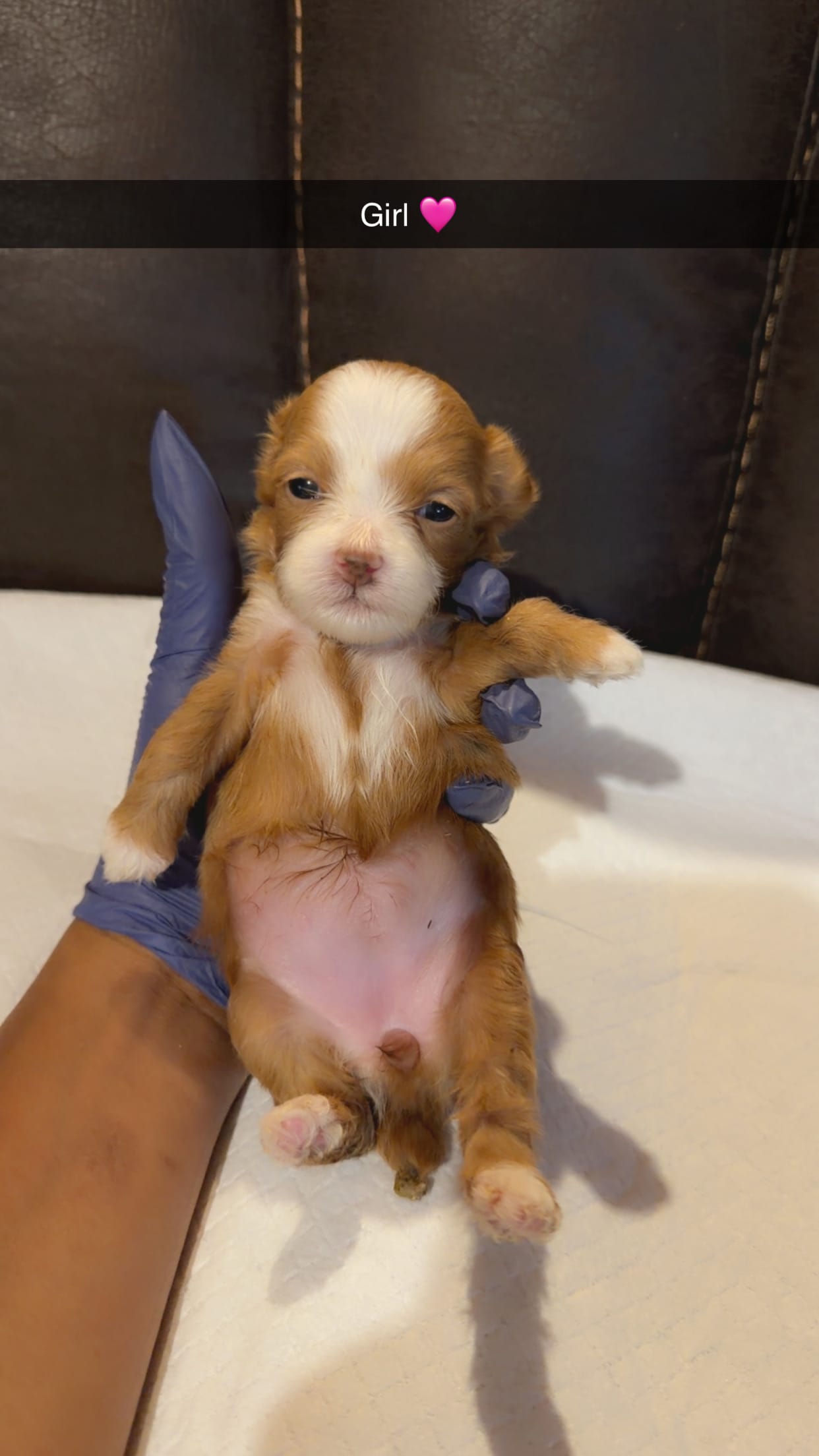 Coco  – Shihpoo puppy for sale in Roswell, GA