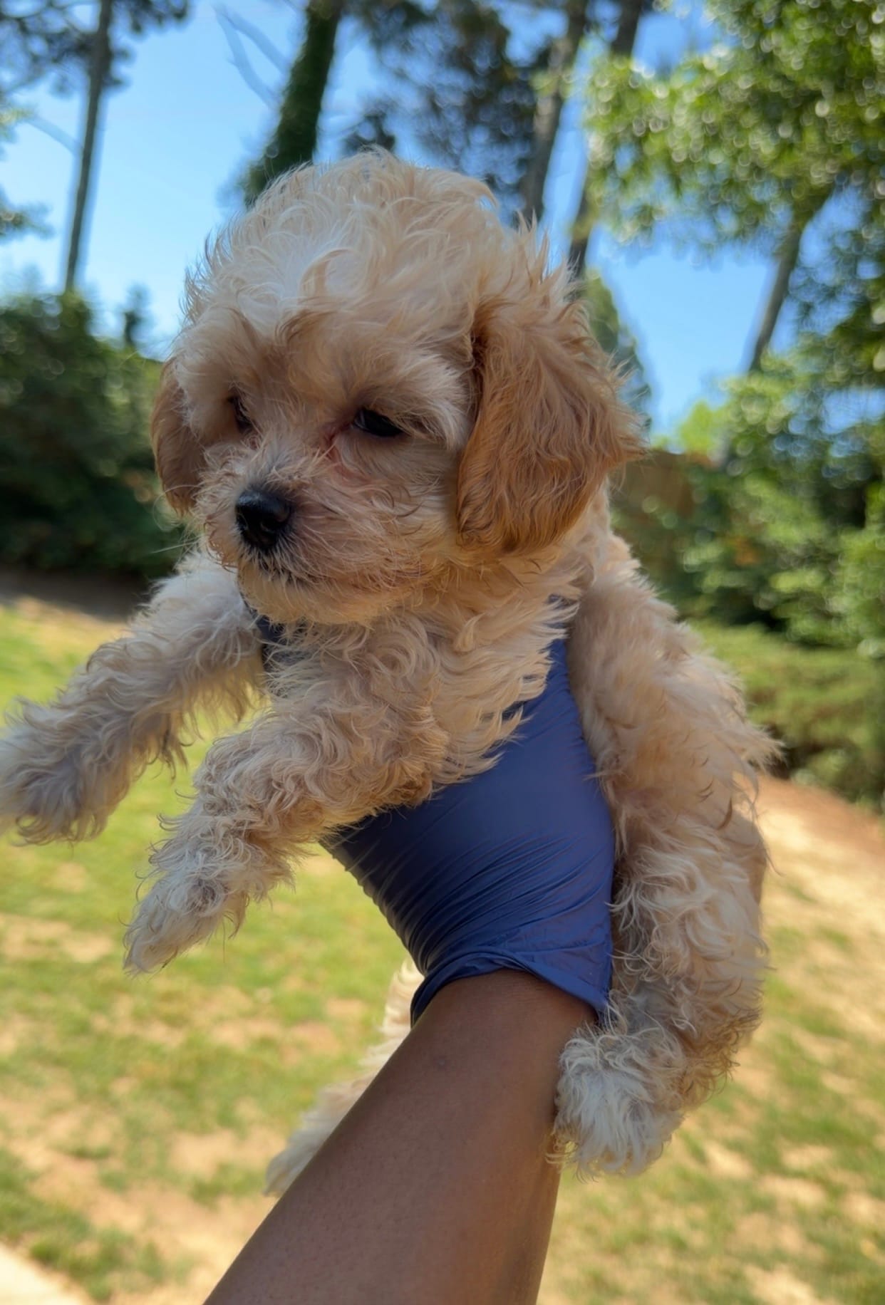 Chanel  – Shihpoo puppy for sale in Marietta, GA