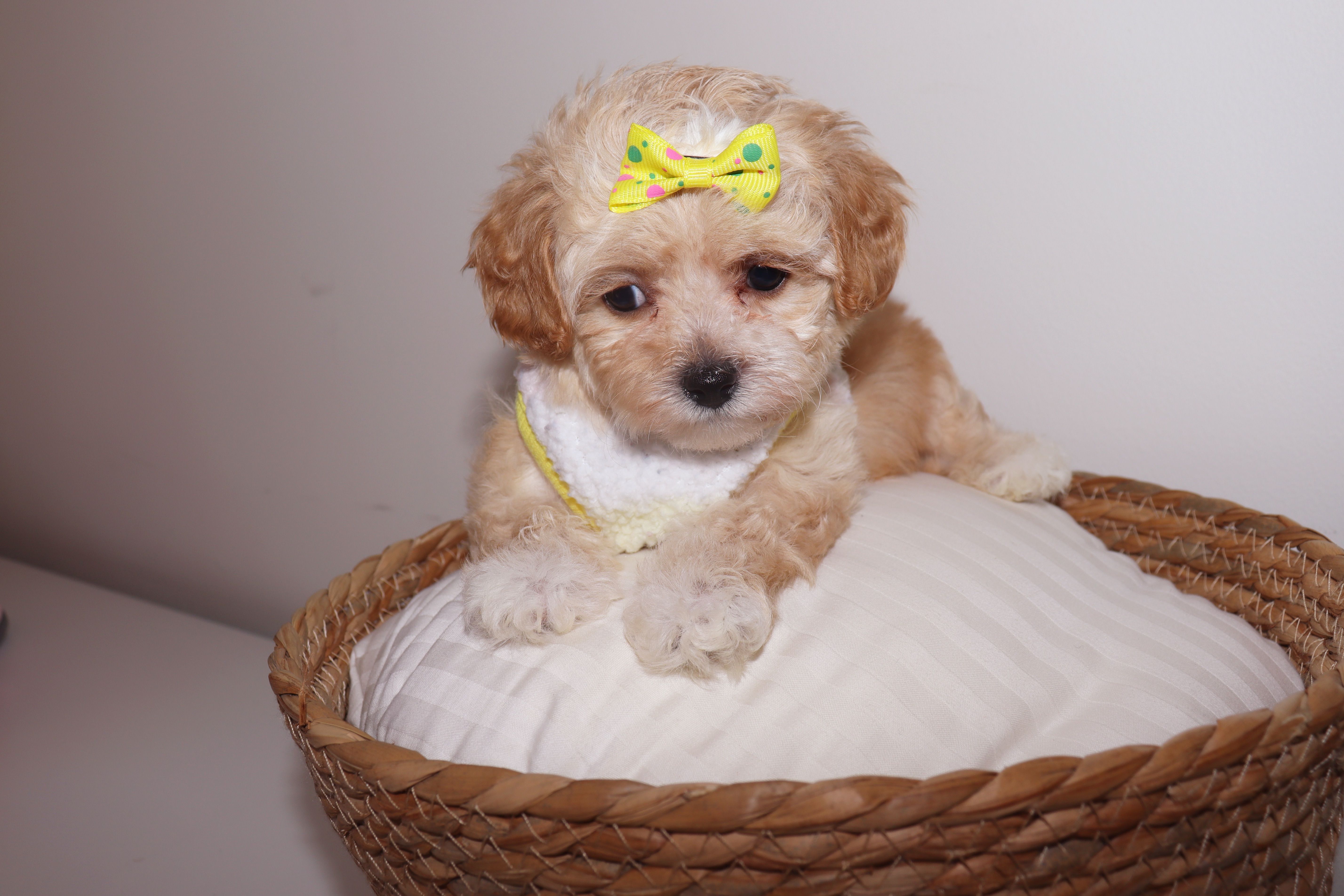 Chanel  – Shihpoo puppy for sale in Roswell, GA
