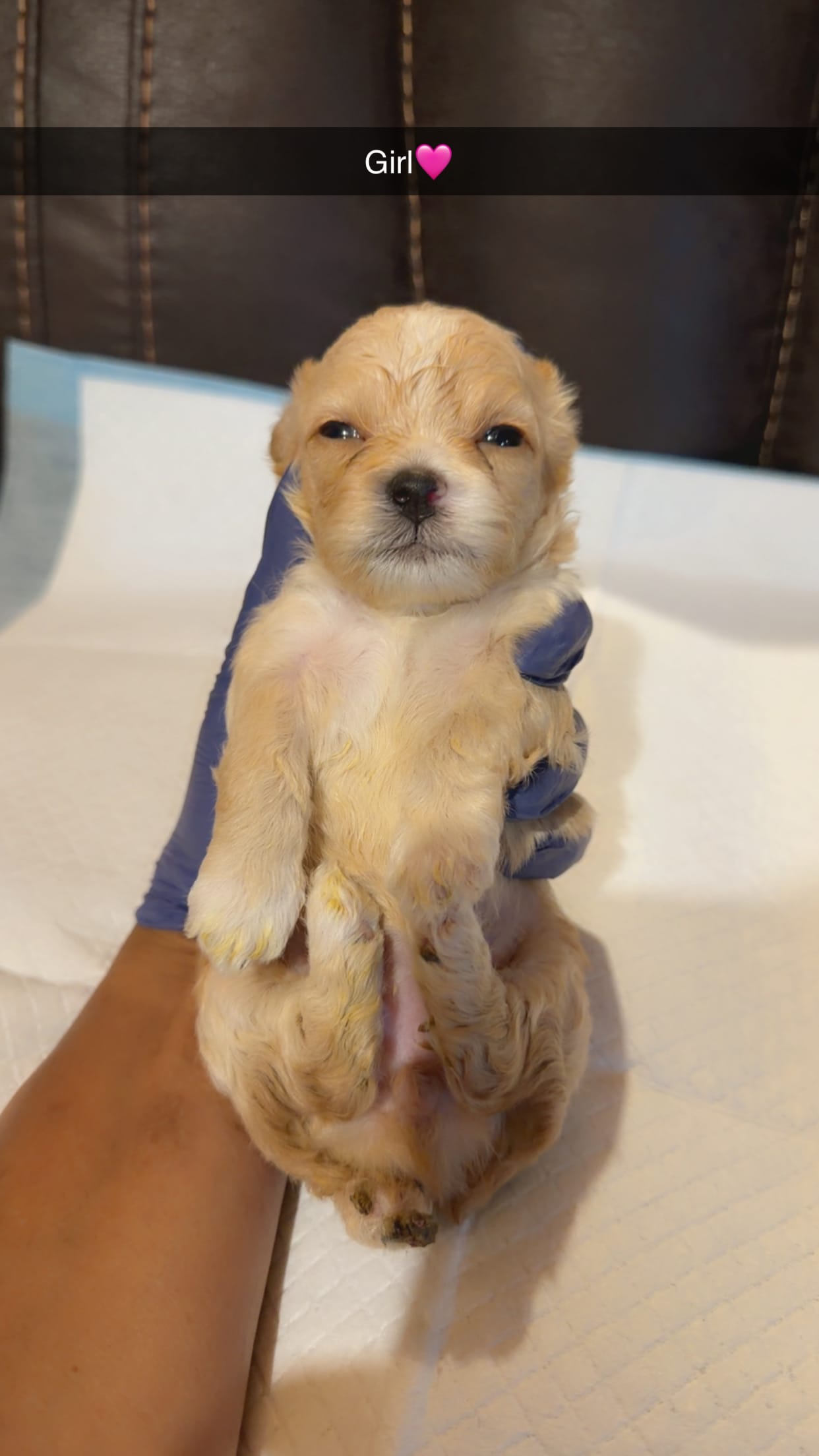 Chanel  – Shihpoo puppy for sale in Roswell, GA