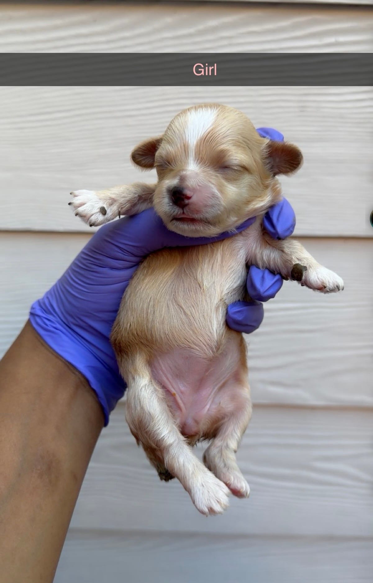 Chanel  – Shihpoo puppy for sale in Roswell, GA