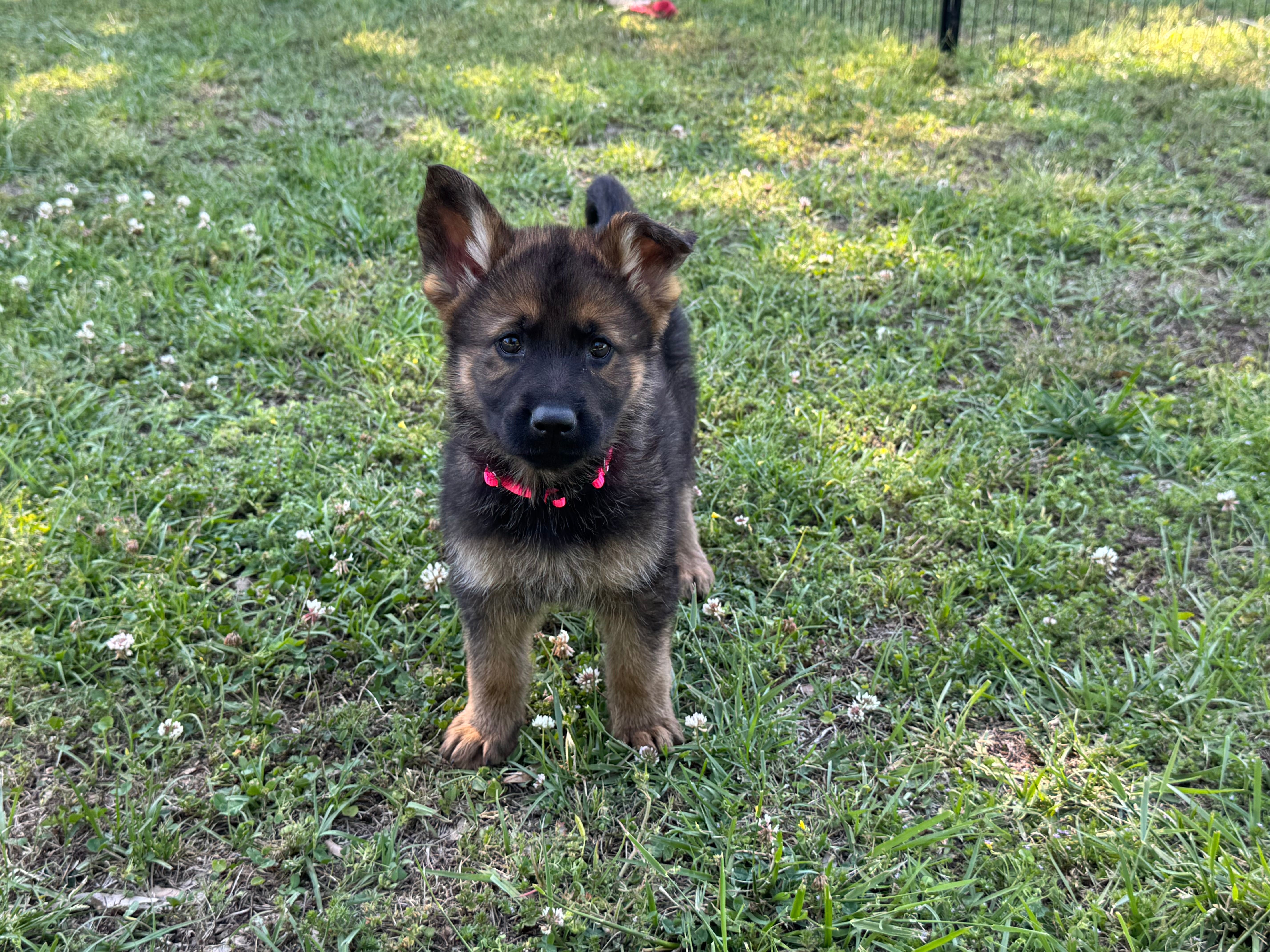 AKC Nicky – German Shepherd Dog puppy for sale in Rock Hill, SC