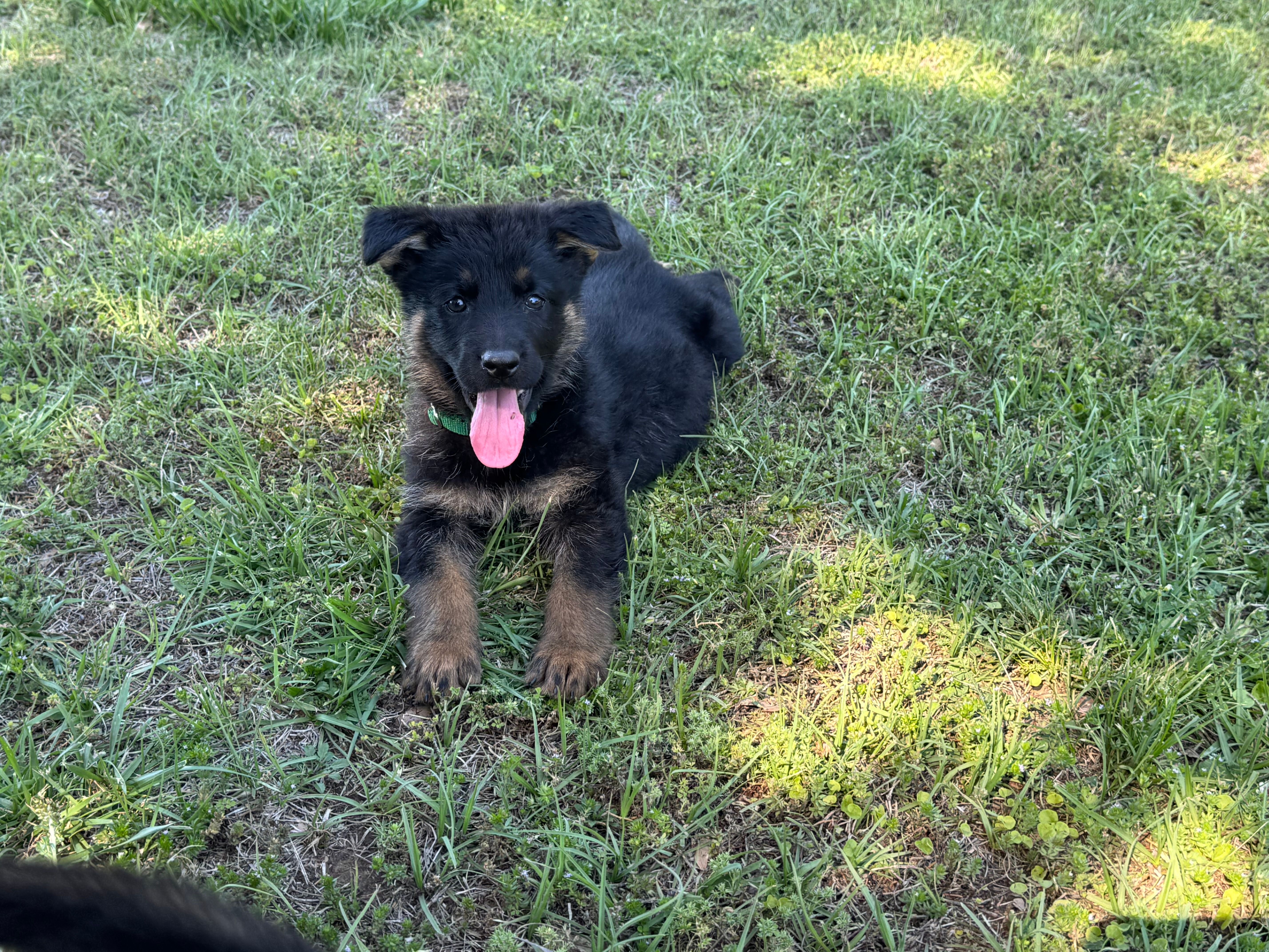 AKC Nia – German Shepherd Dog puppy for sale in Rock Hill, SC