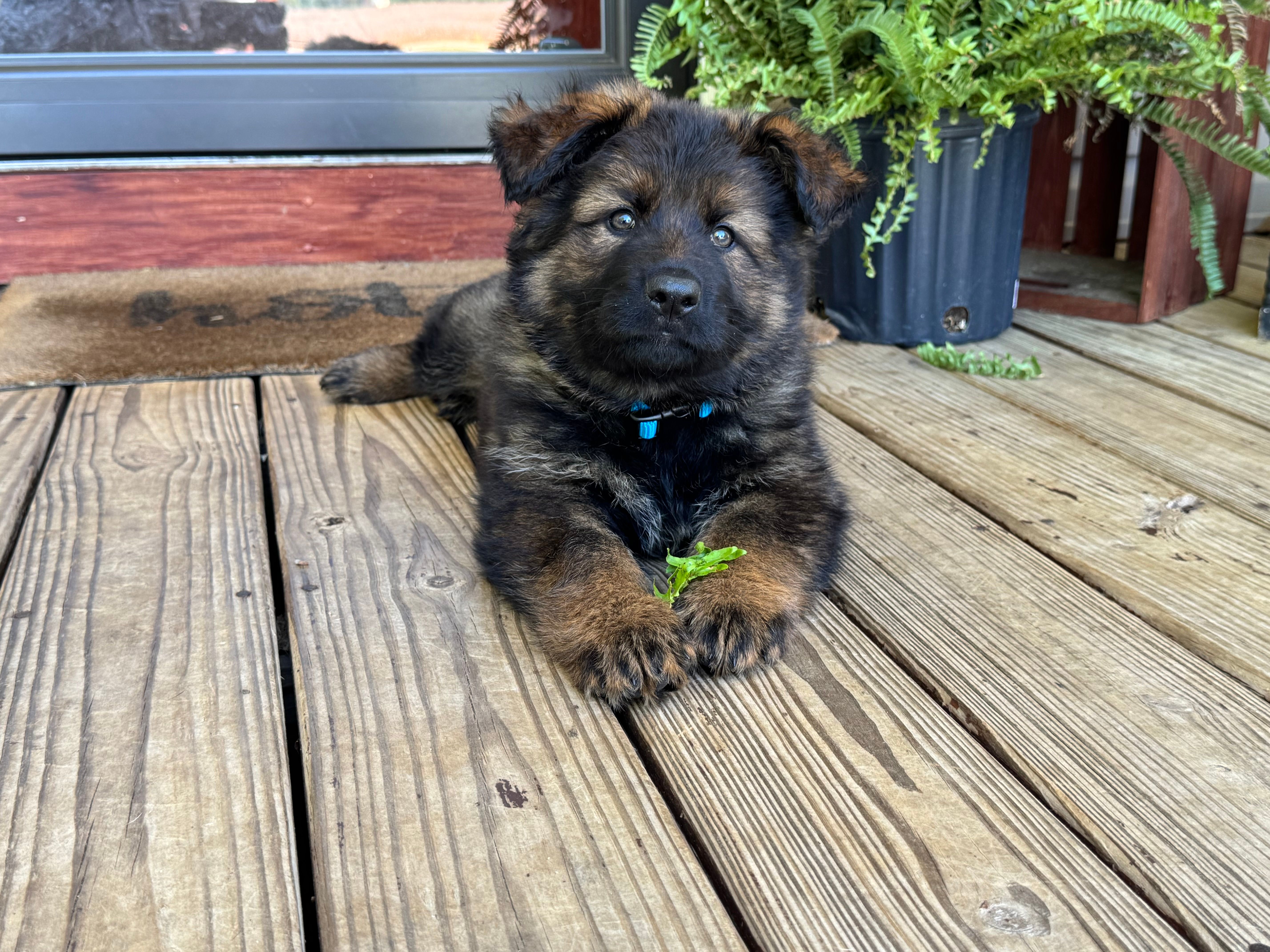 AKC Marty – German Shepherd Dog puppy for sale in Rock Hill, SC