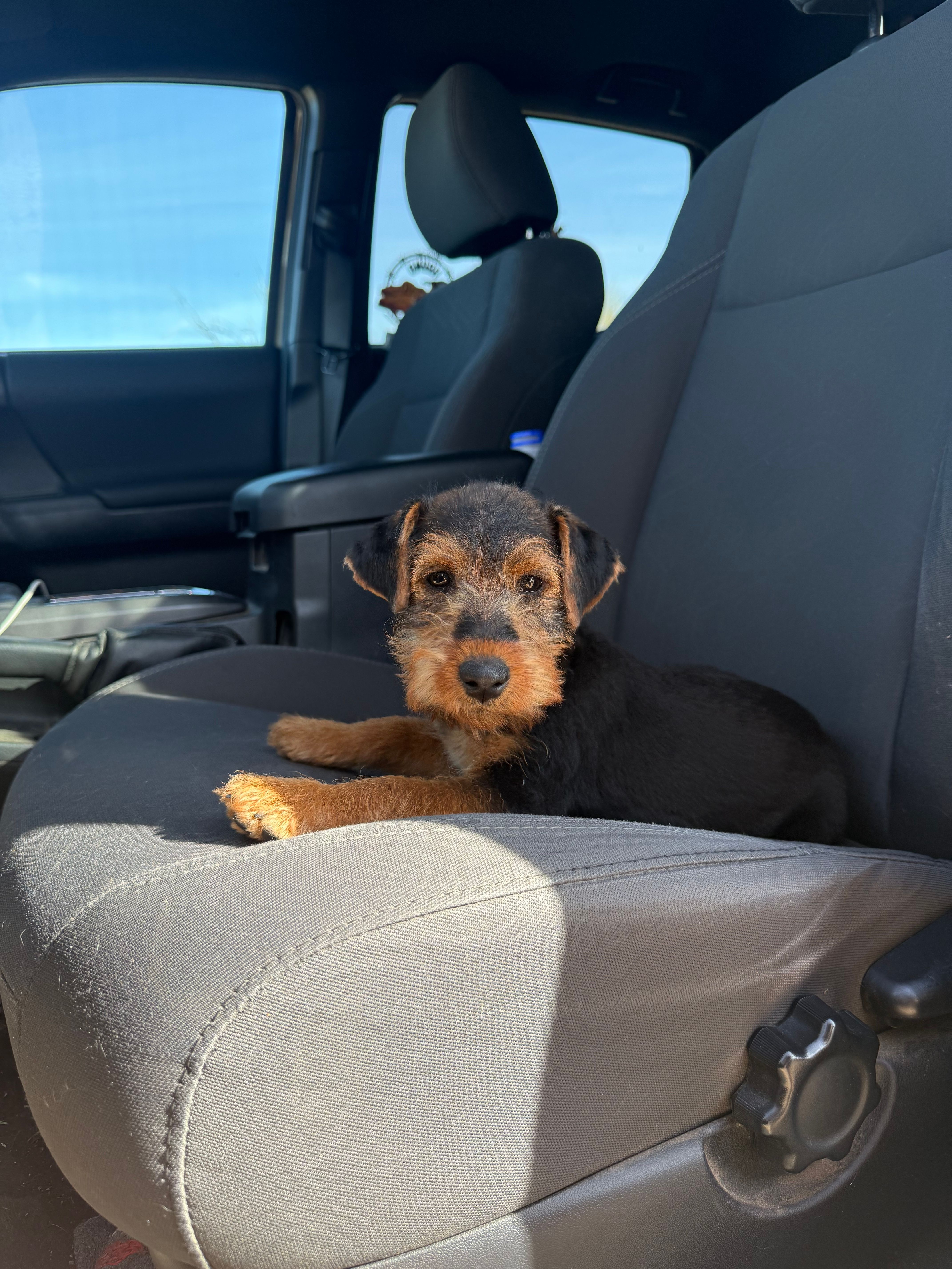 Purple collar  – Welsh Terrier puppy for sale in Tucson, AZ