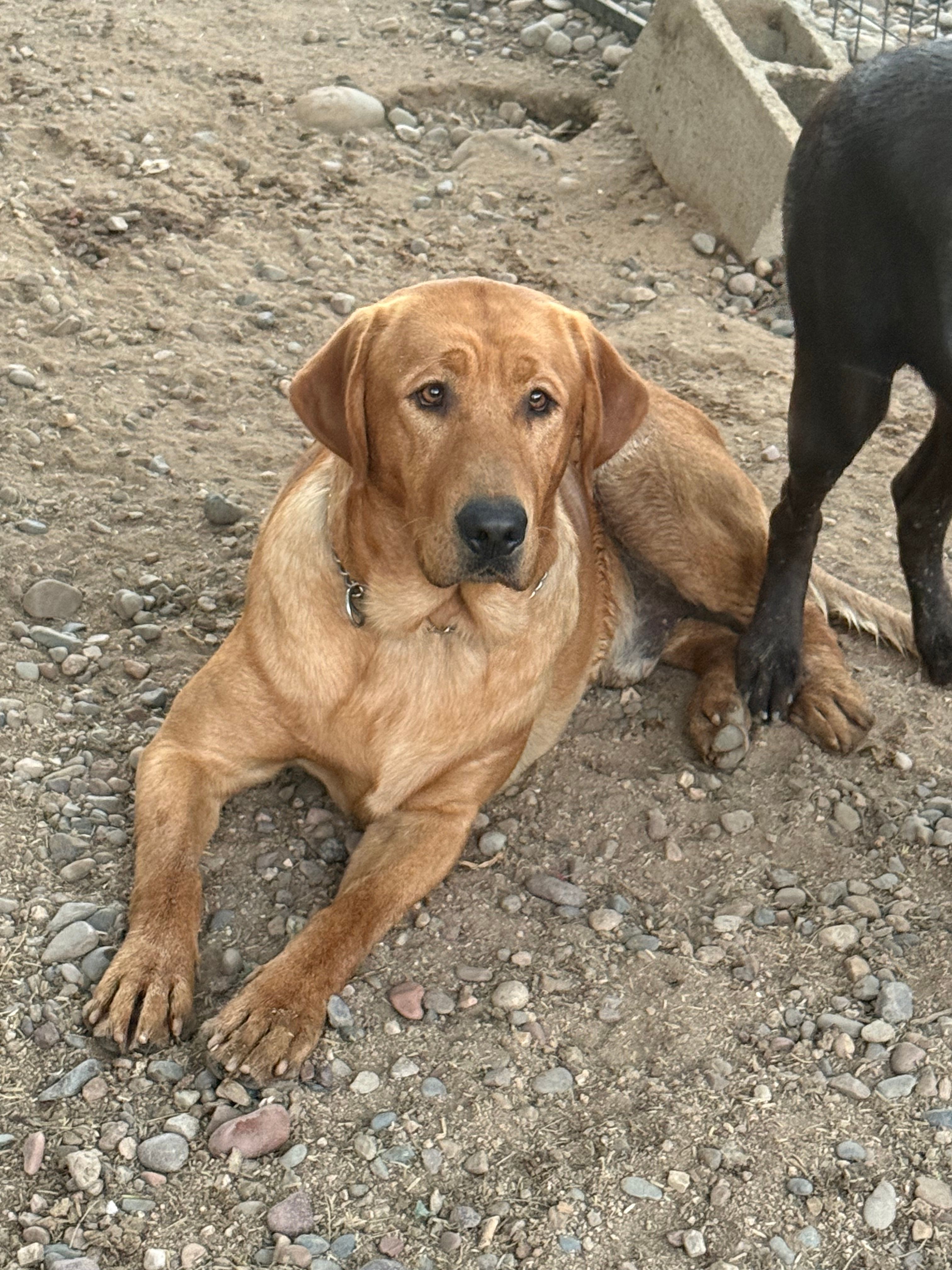 Spud – Labrador Retriever puppy for sale in Tucson, AZ