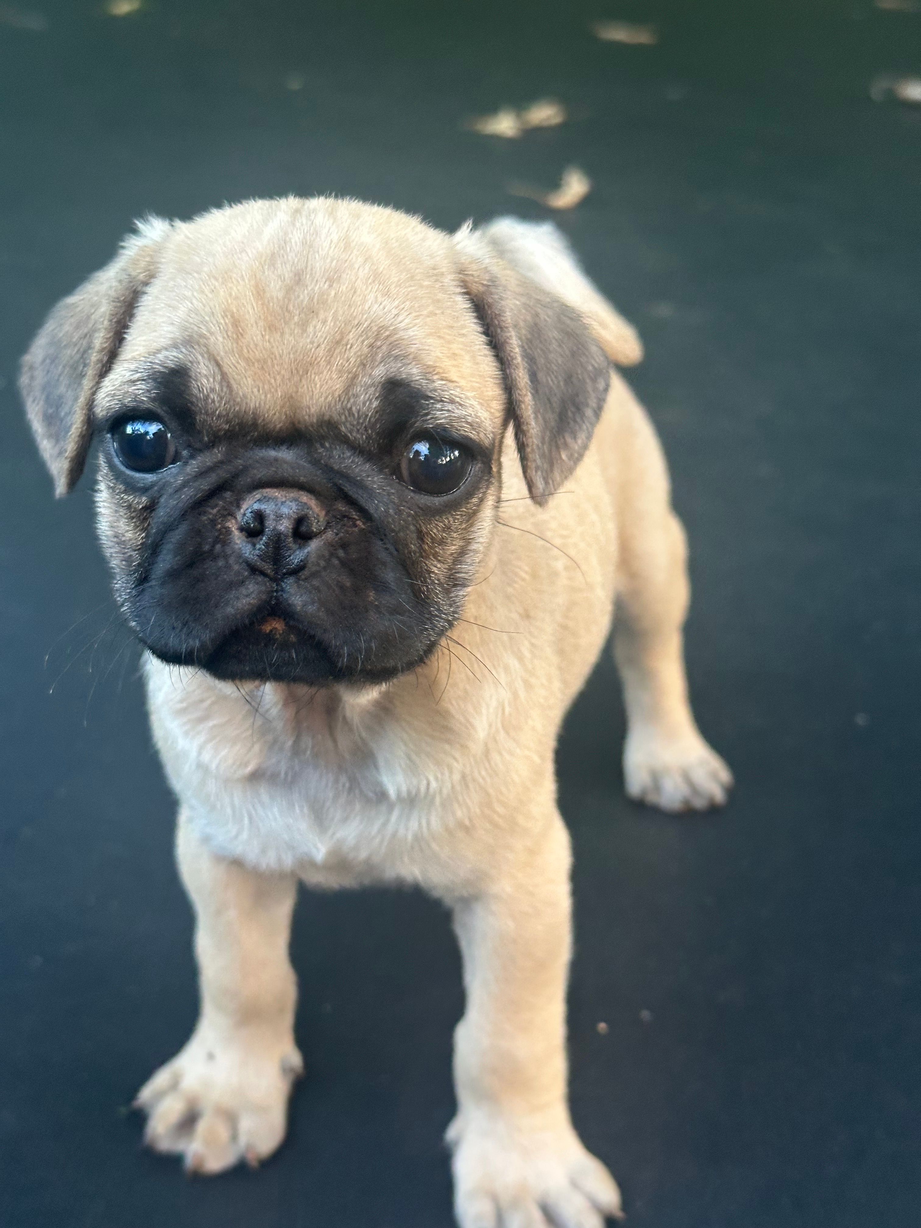 Peppercorn – Pug puppy for sale in Amherst, VA