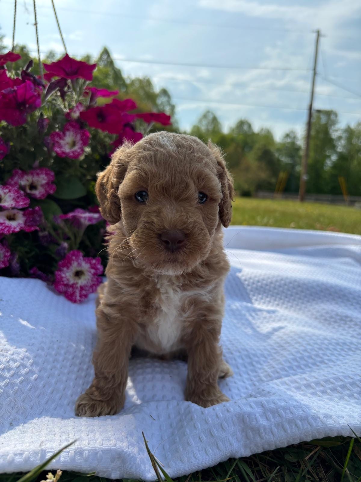 Axel  – Miniature Goldendoodle puppy for sale in Amherst, VA