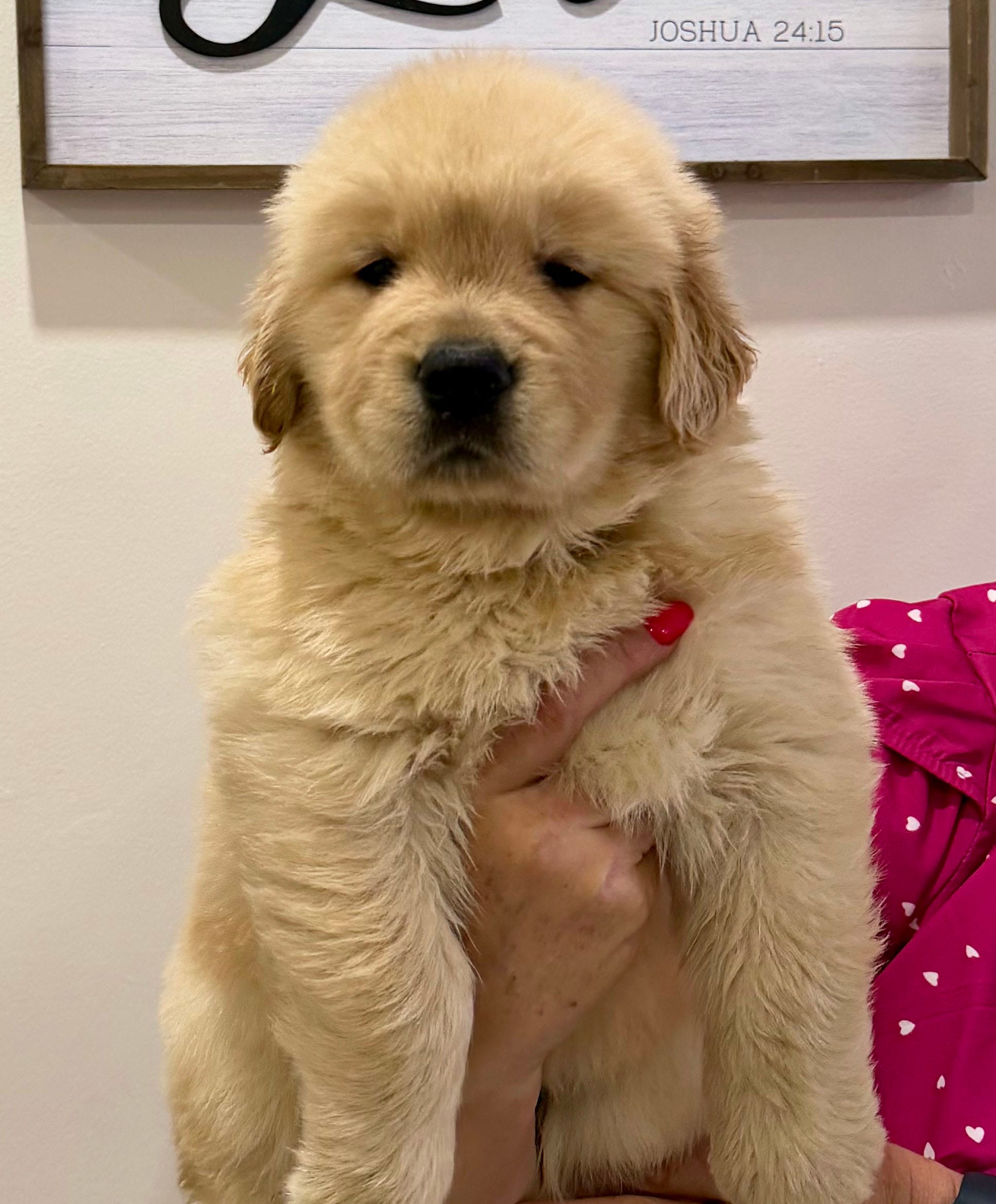 Sofia – Golden Retriever puppy for sale in Miami, FL