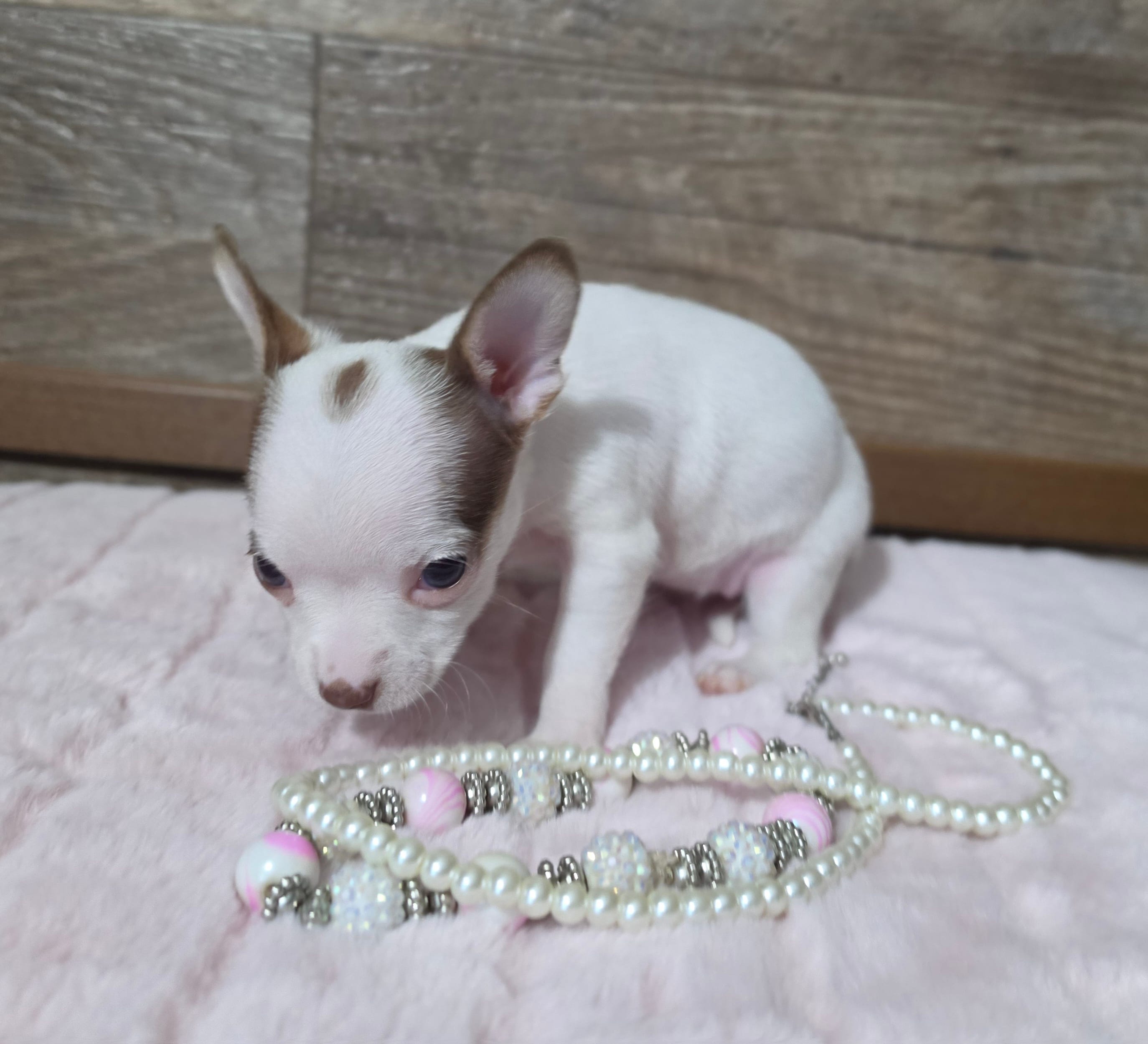 Carmelito  – Chihuahua puppy for sale in Camden, MI