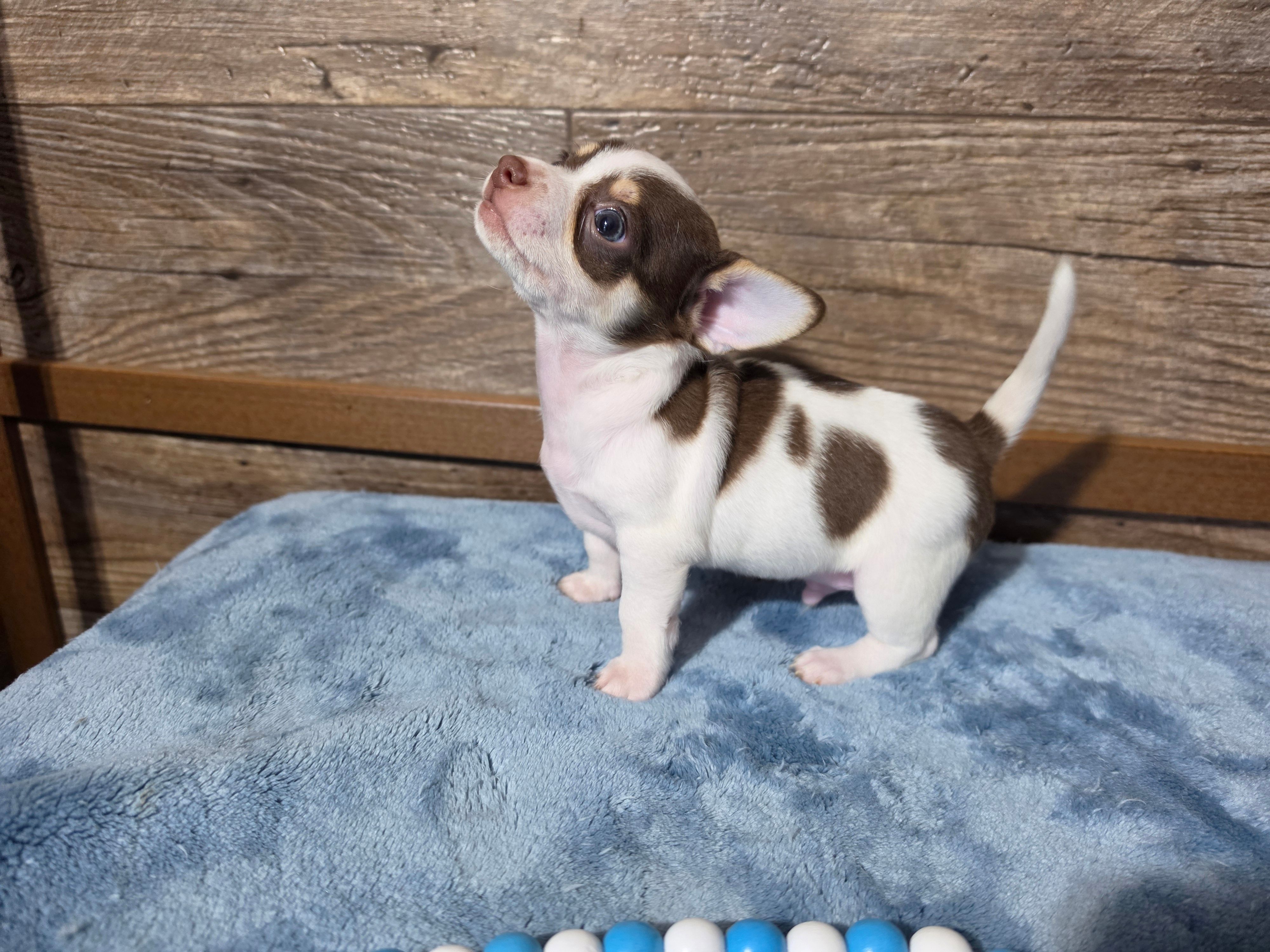 Carlos – Chihuahua puppy for sale in Camden, MI