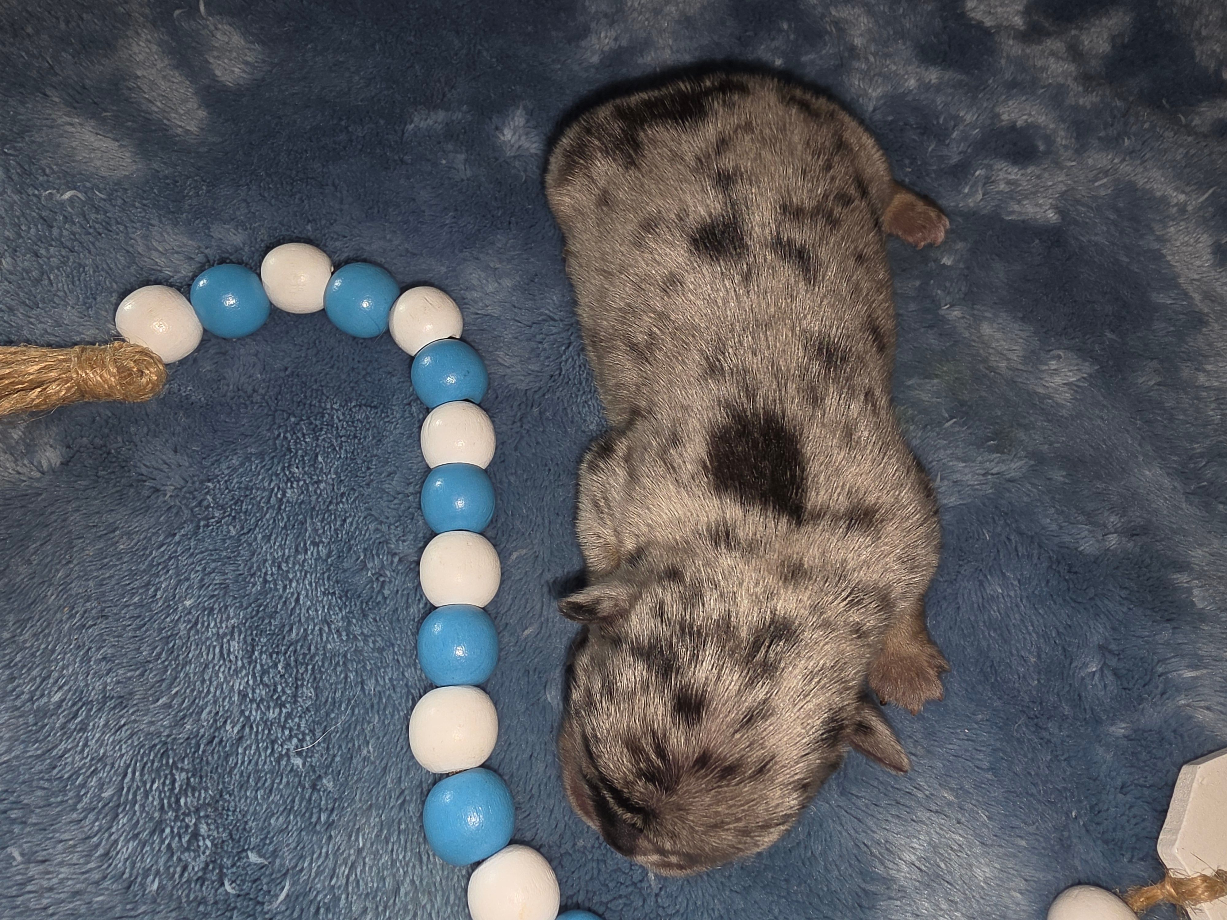 Earl – French Bulldog puppy for sale in Camden, MI