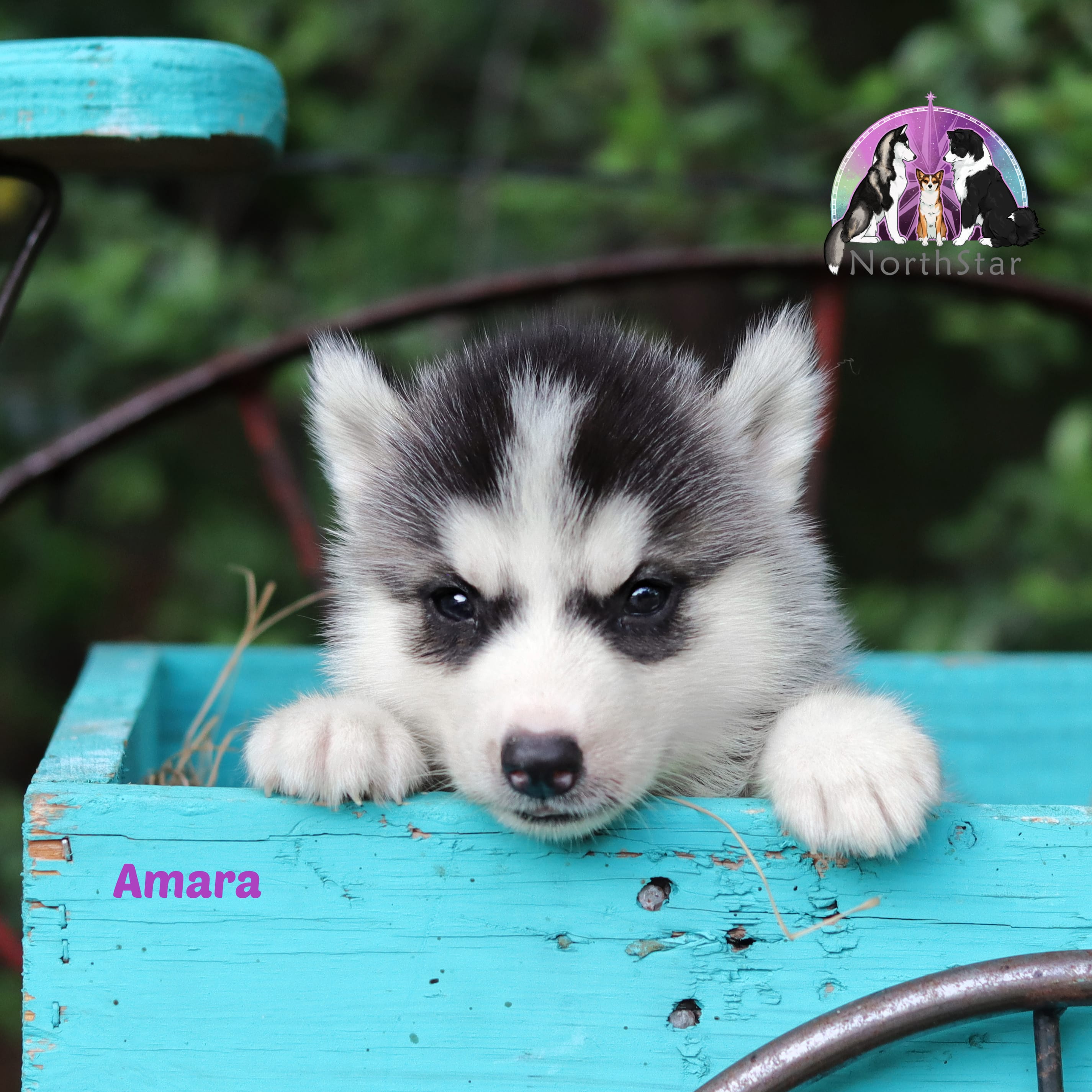 Amara AKC Texas Transport available – Siberian Husky puppy for sale in Rockwall, TX