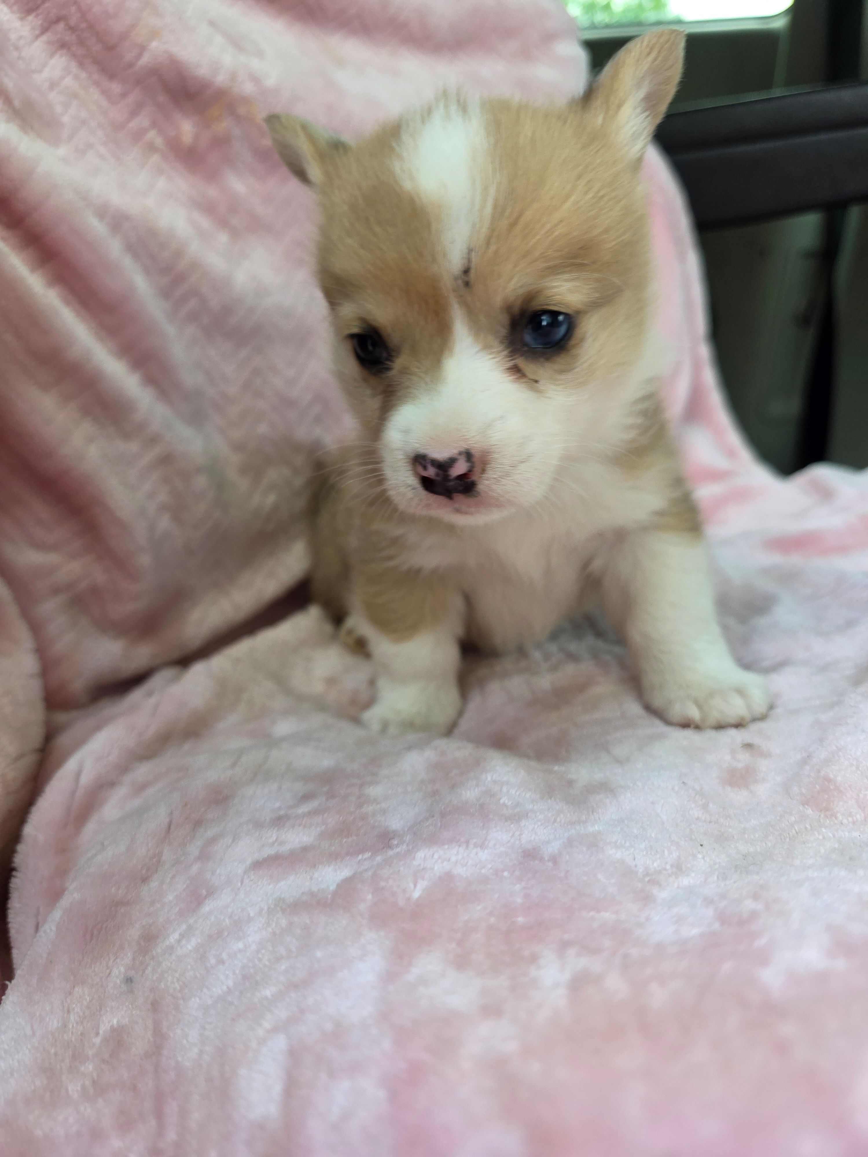Bethany, a female Pembroke Welsh Corgi for sale in Elkton, KY – Photo 2 of 3