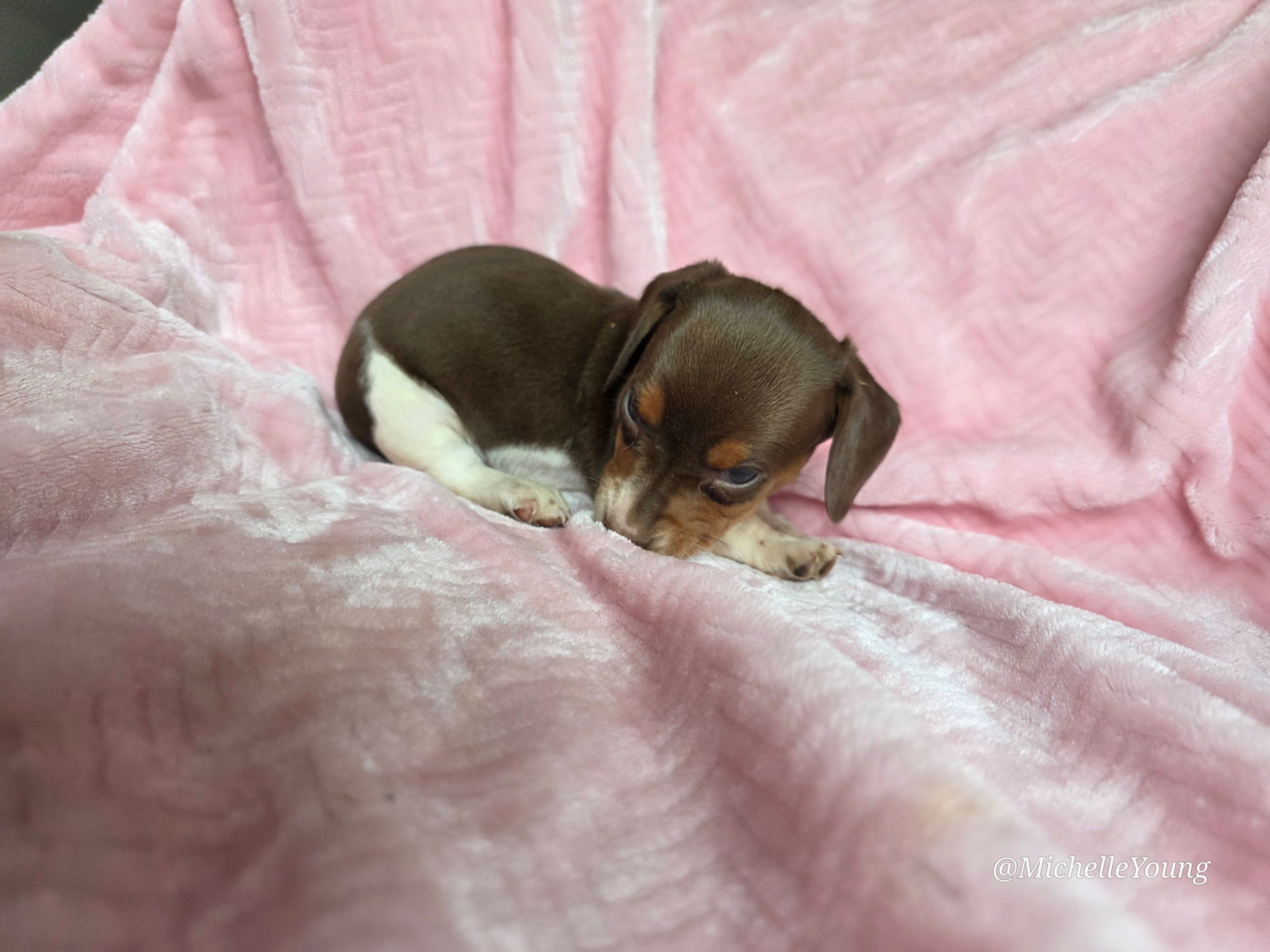 Delilah – Miniature Dachshund puppy for sale in Elkton, KY