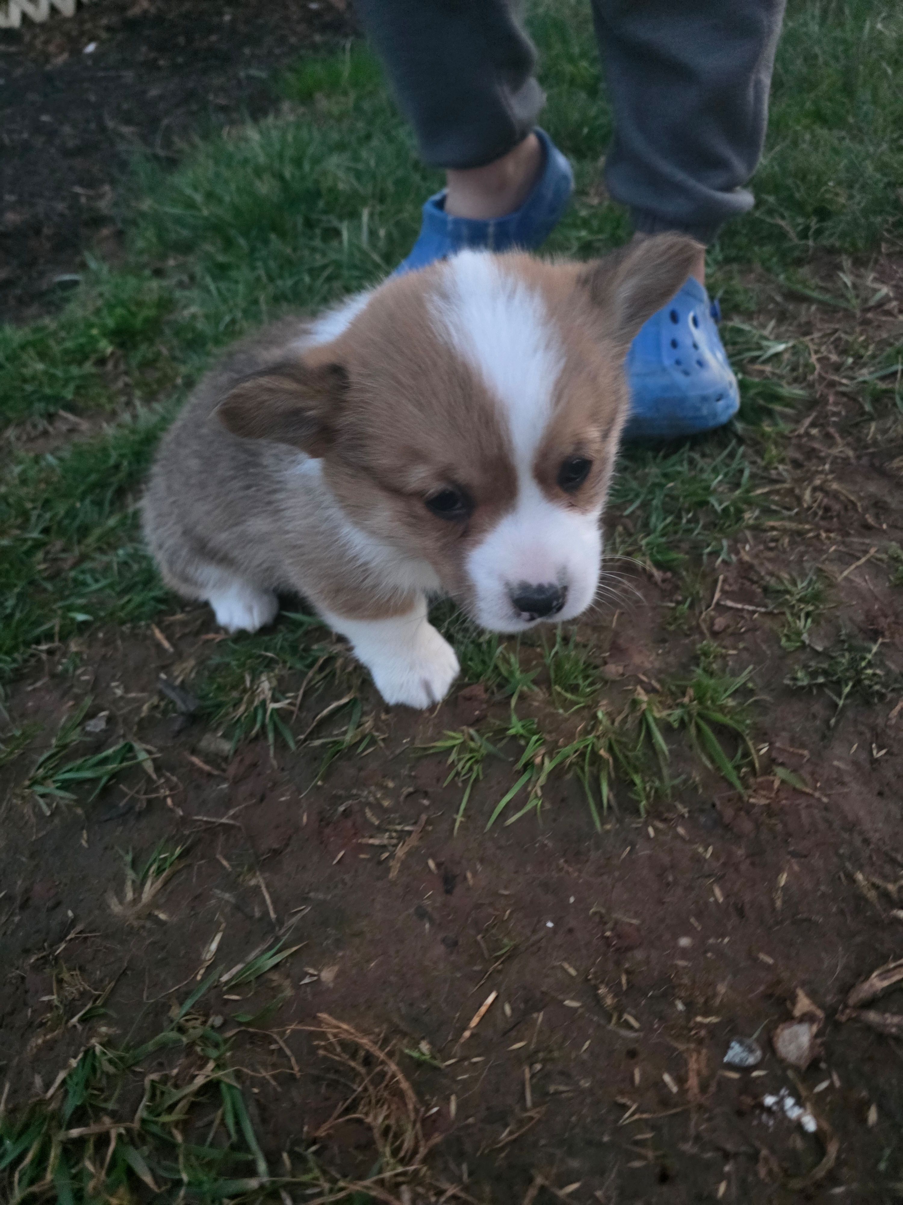 Mickey – Pembroke Welsh Corgi puppy for sale in Elkton, KY