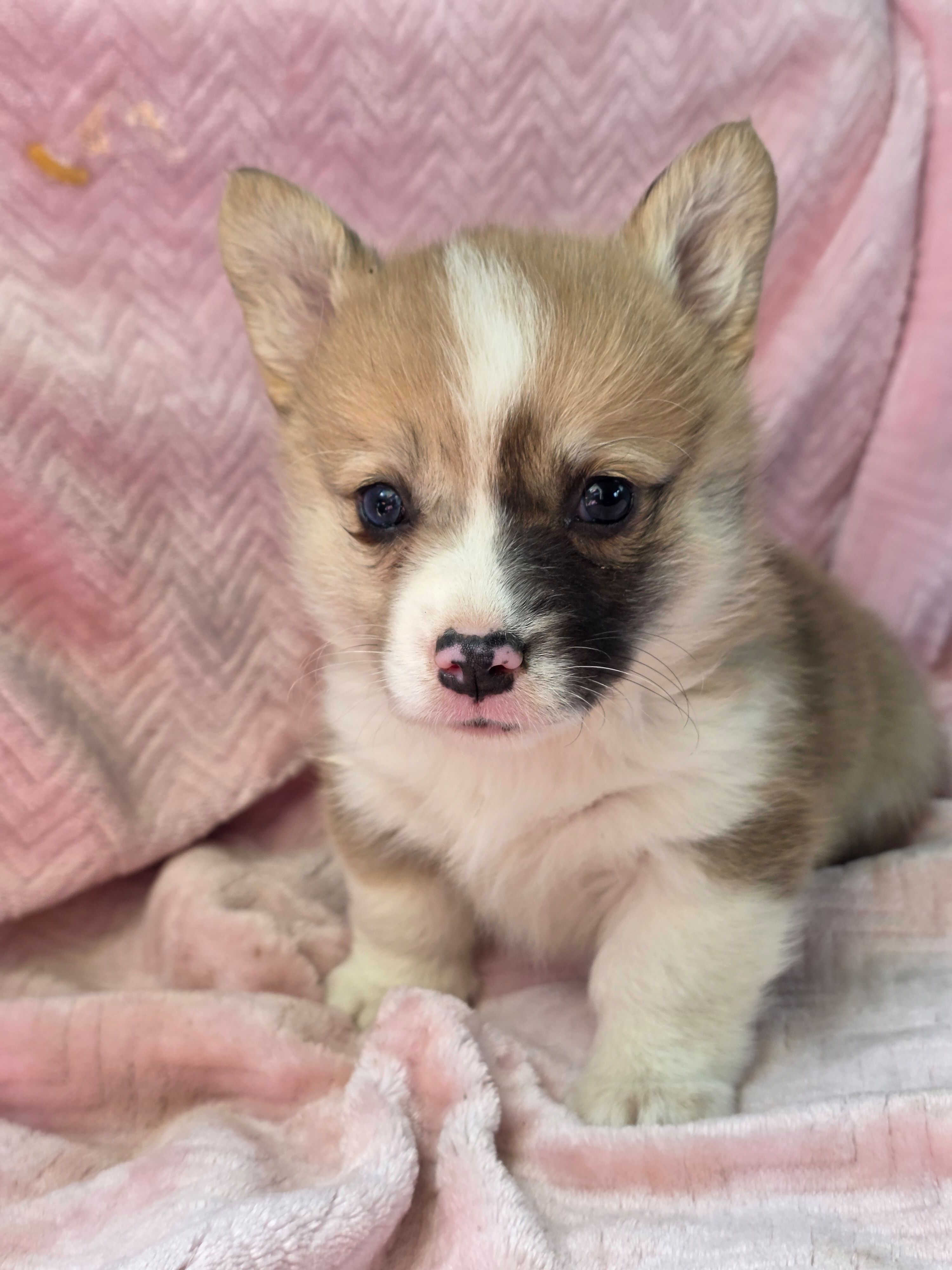 Melanie, a female Pembroke Welsh Corgi for sale in Elkton, KY – Photo 2 of 2