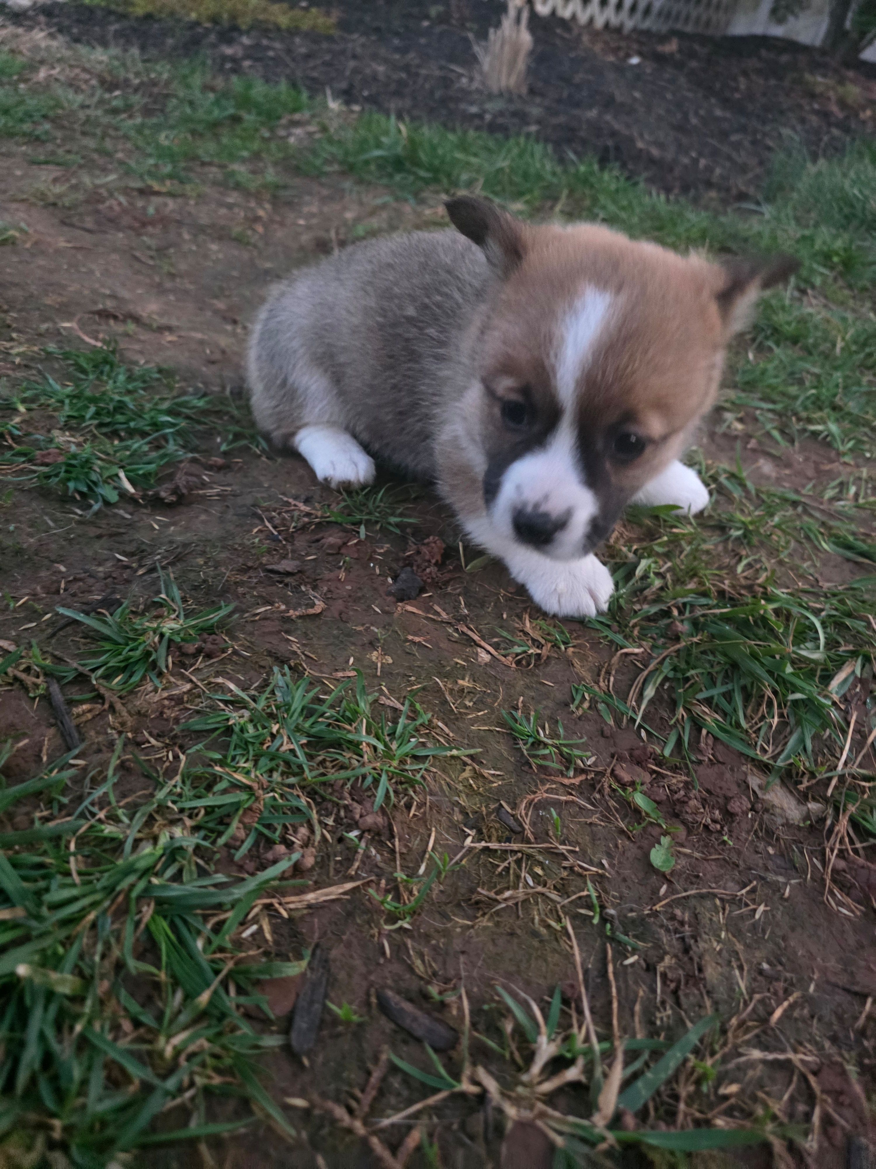 Bailey – Pembroke Welsh Corgi puppy for sale in Elkton, KY