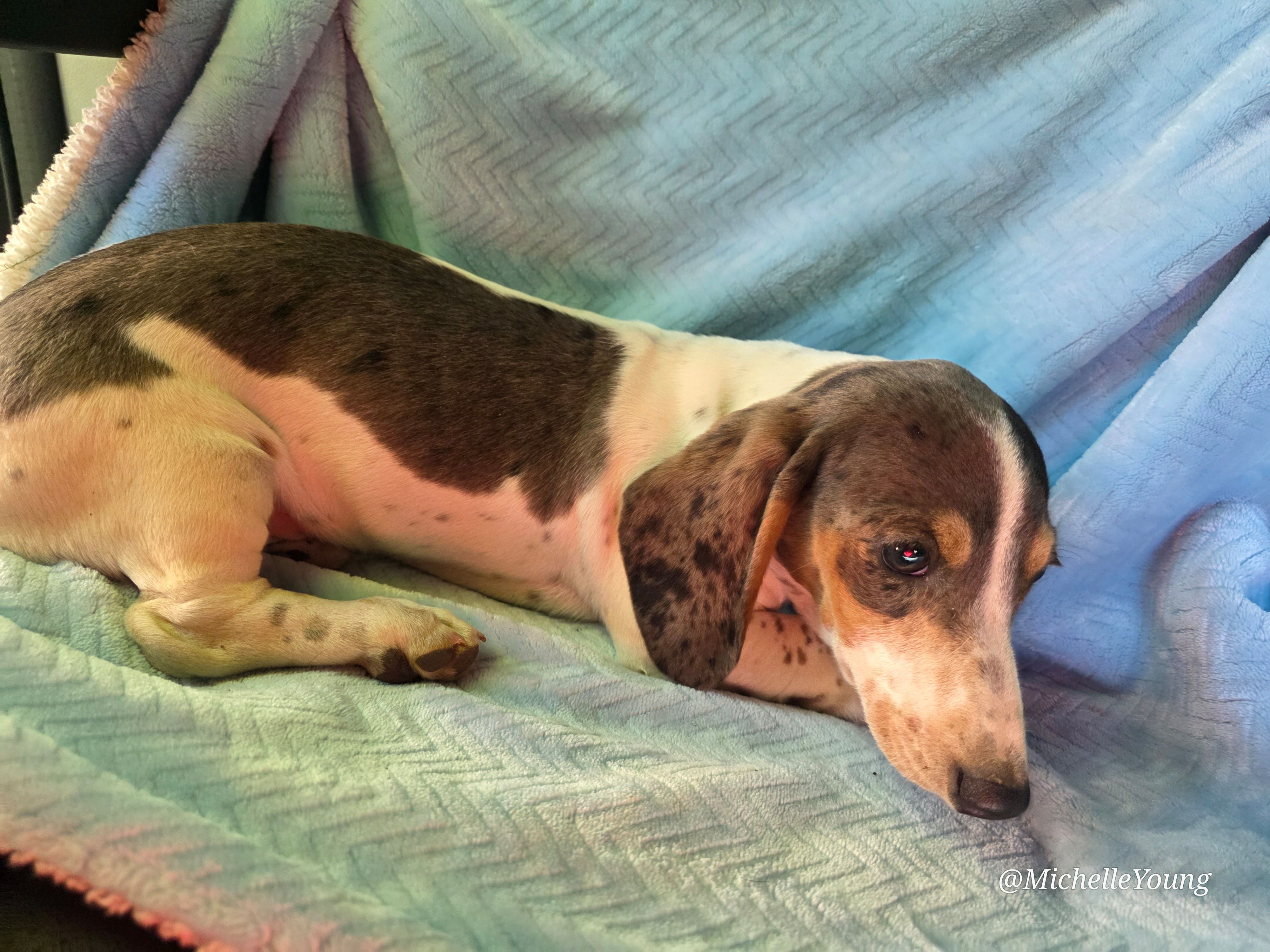 Jasper – Miniature Dachshund puppy for sale in Elkton, KY