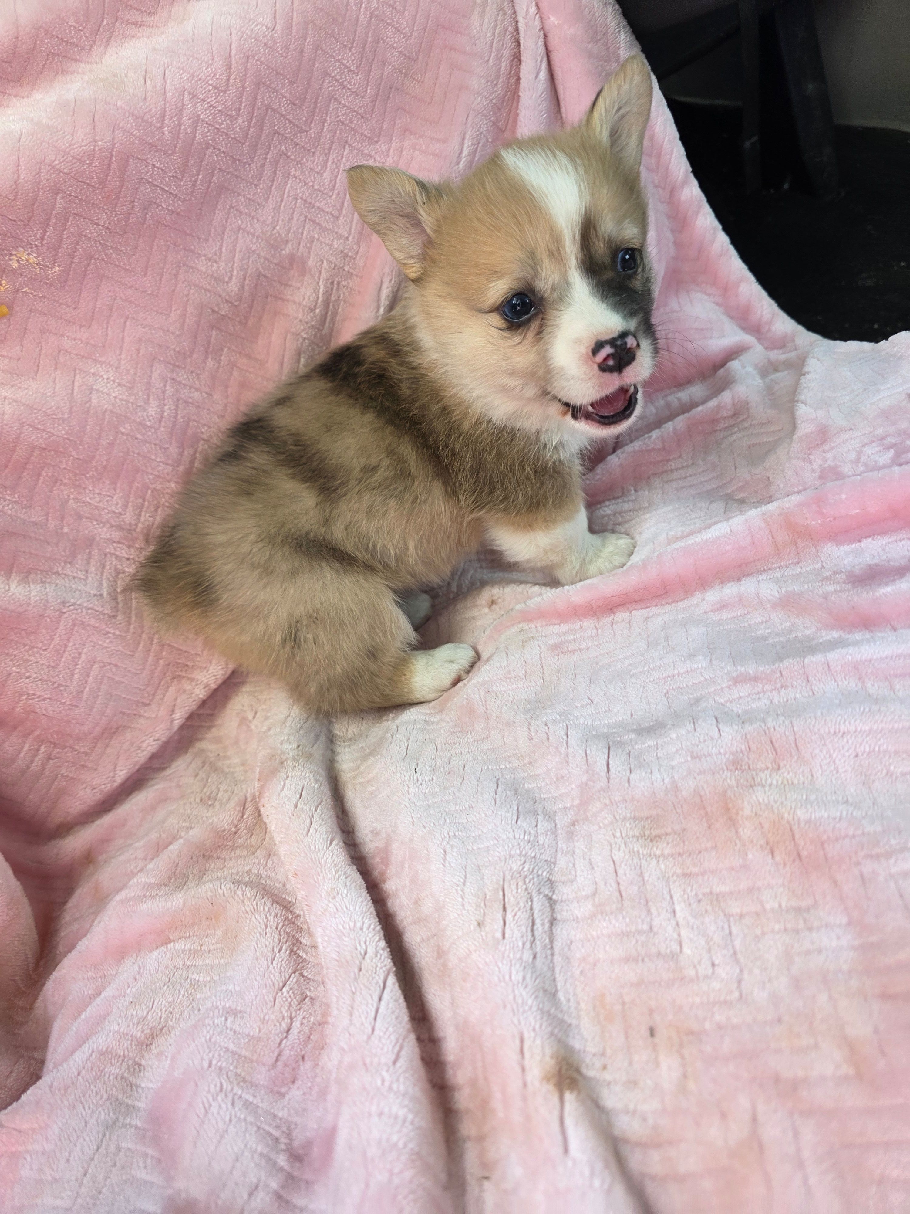 Melanie – Pembroke Welsh Corgi puppy for sale in Elkton, KY