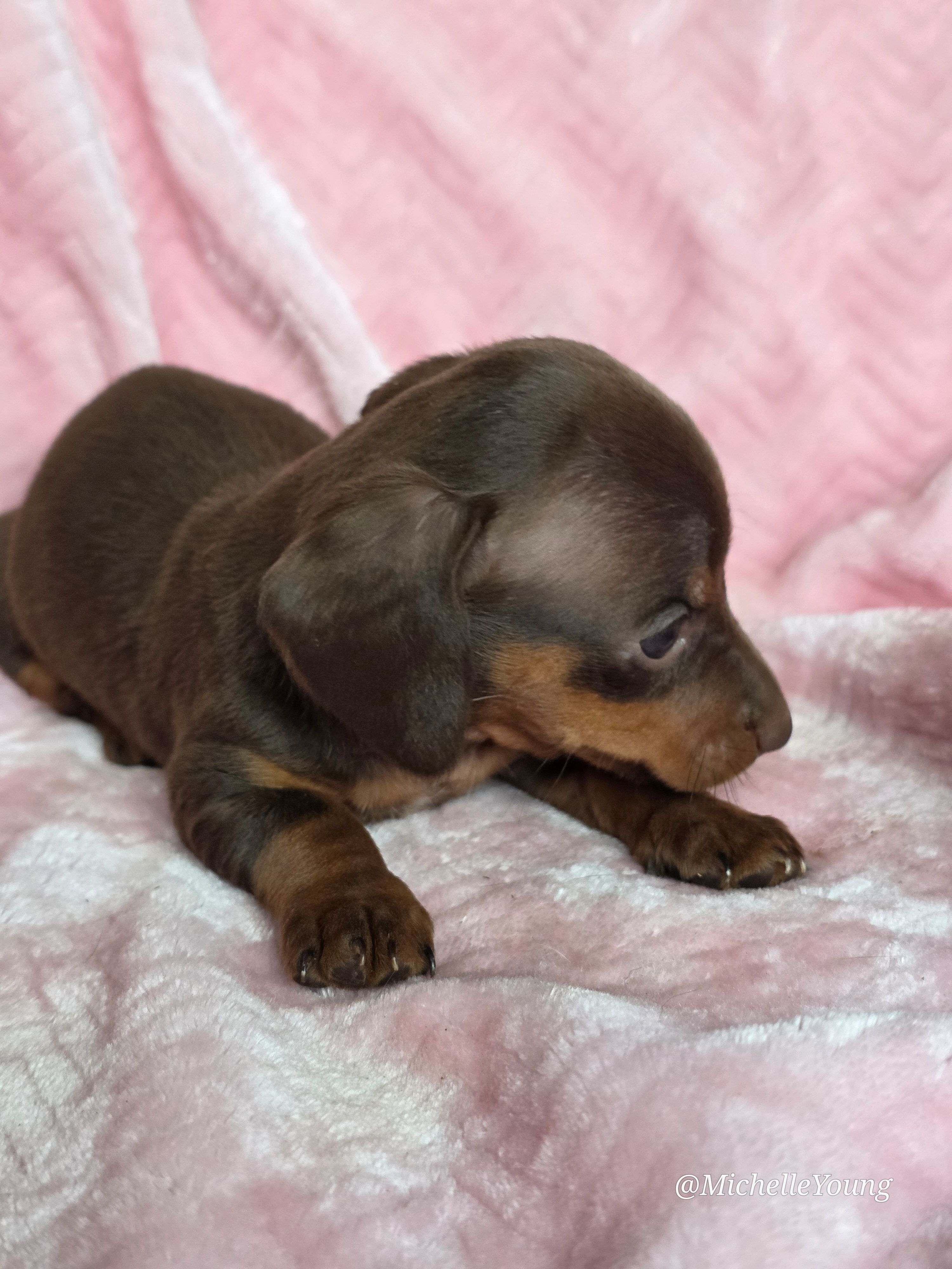 Peaches, a female Miniature Dachshund for sale in Elkton, KY – 2 of 2