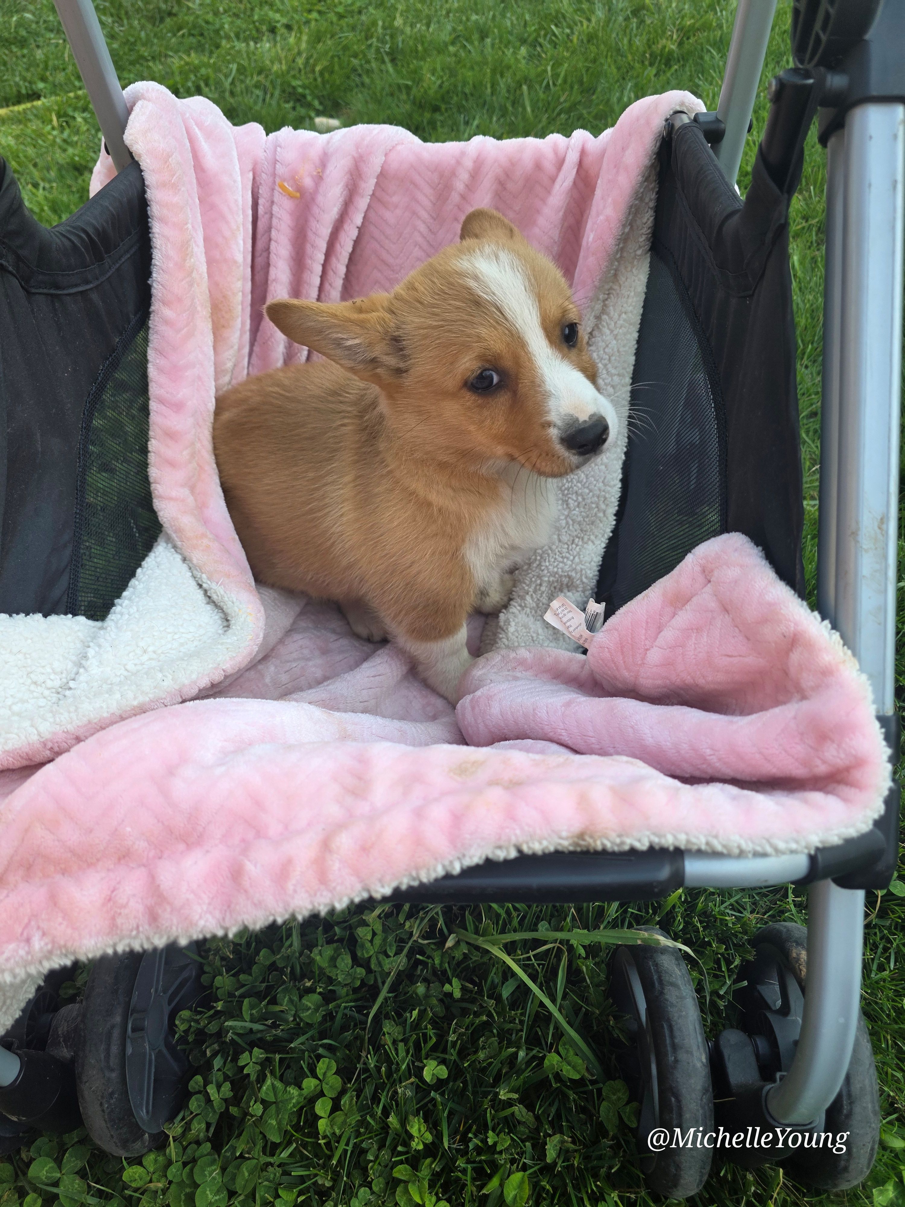 Betsy – Pembroke Welsh Corgi puppy for sale in Elkton, KY