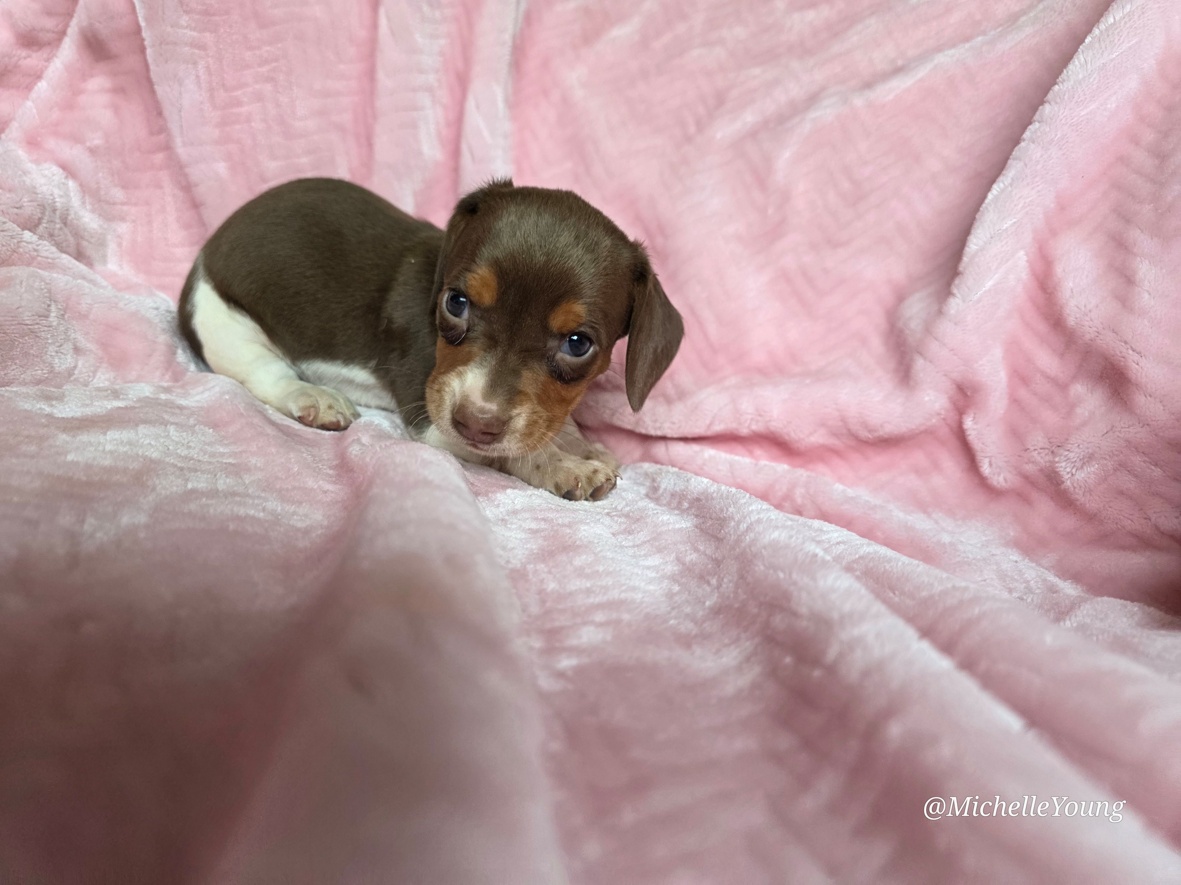 Delilah, a female Miniature Dachshund for sale in Elkton, KY – 2 of 2