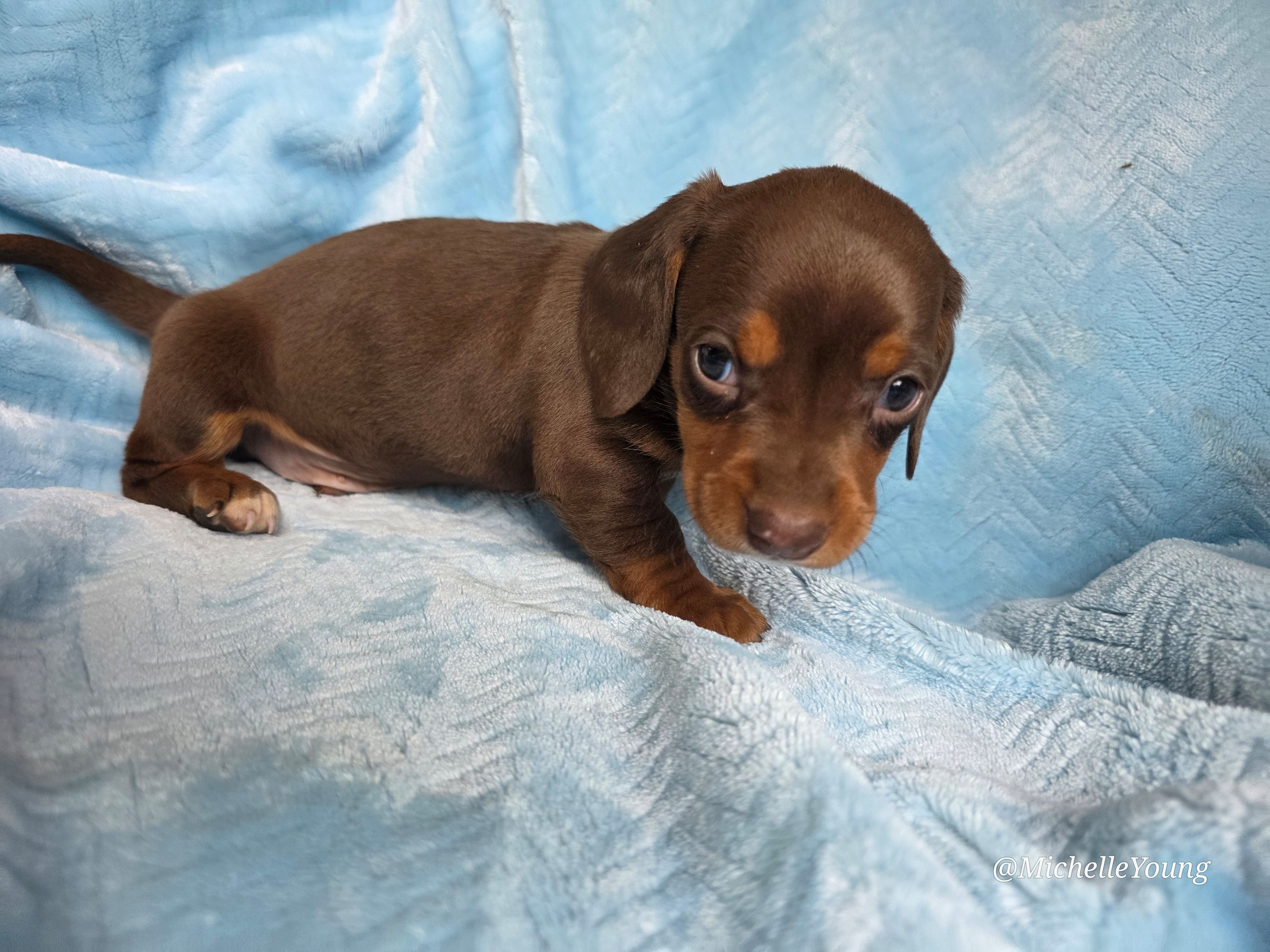 Brownie – Miniature Dachshund puppy for sale in Elkton, KY