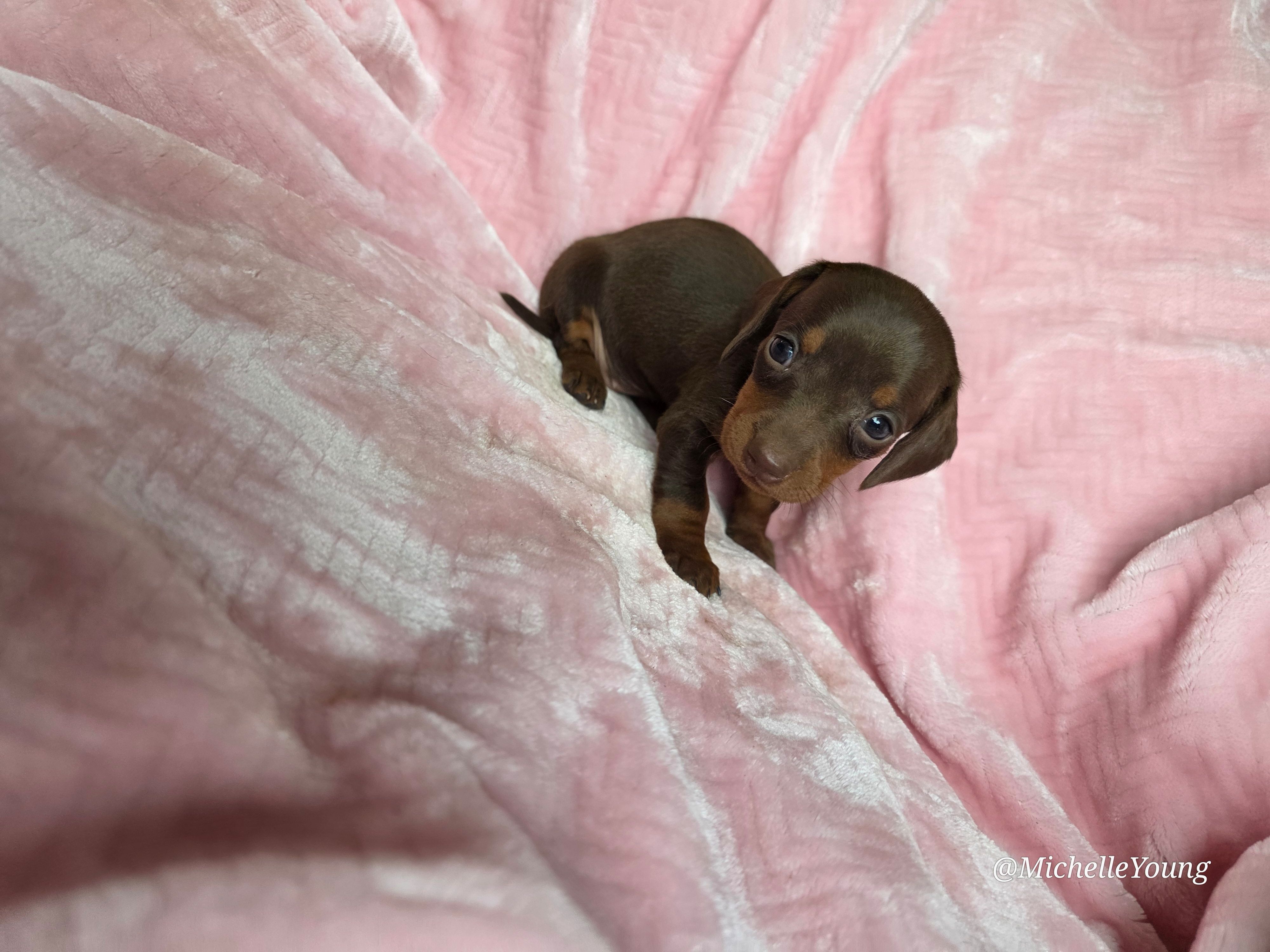 Peaches – Miniature Dachshund puppy for sale in Elkton, KY