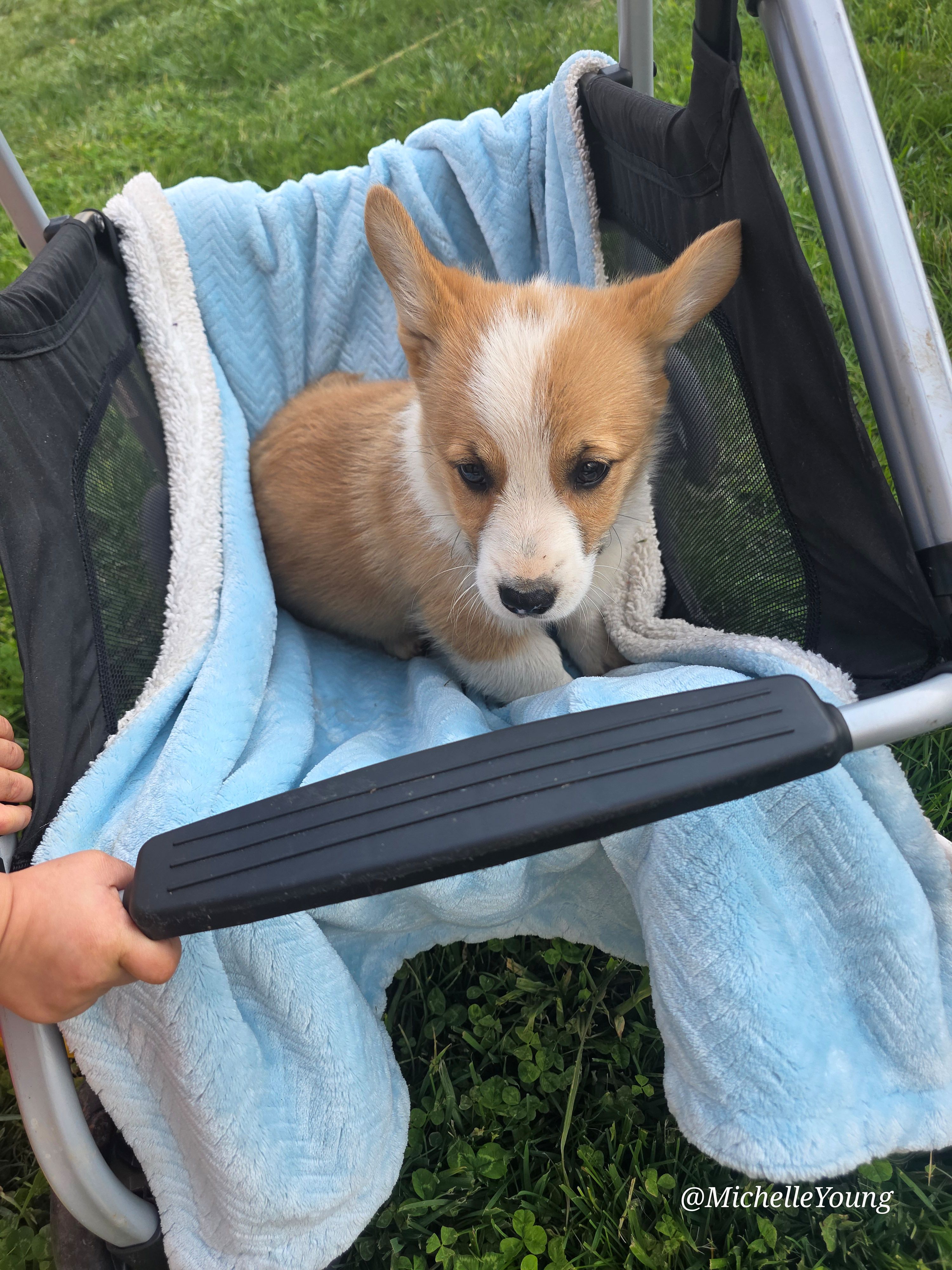 Max – Pembroke Welsh Corgi puppy for sale in Elkton, KY