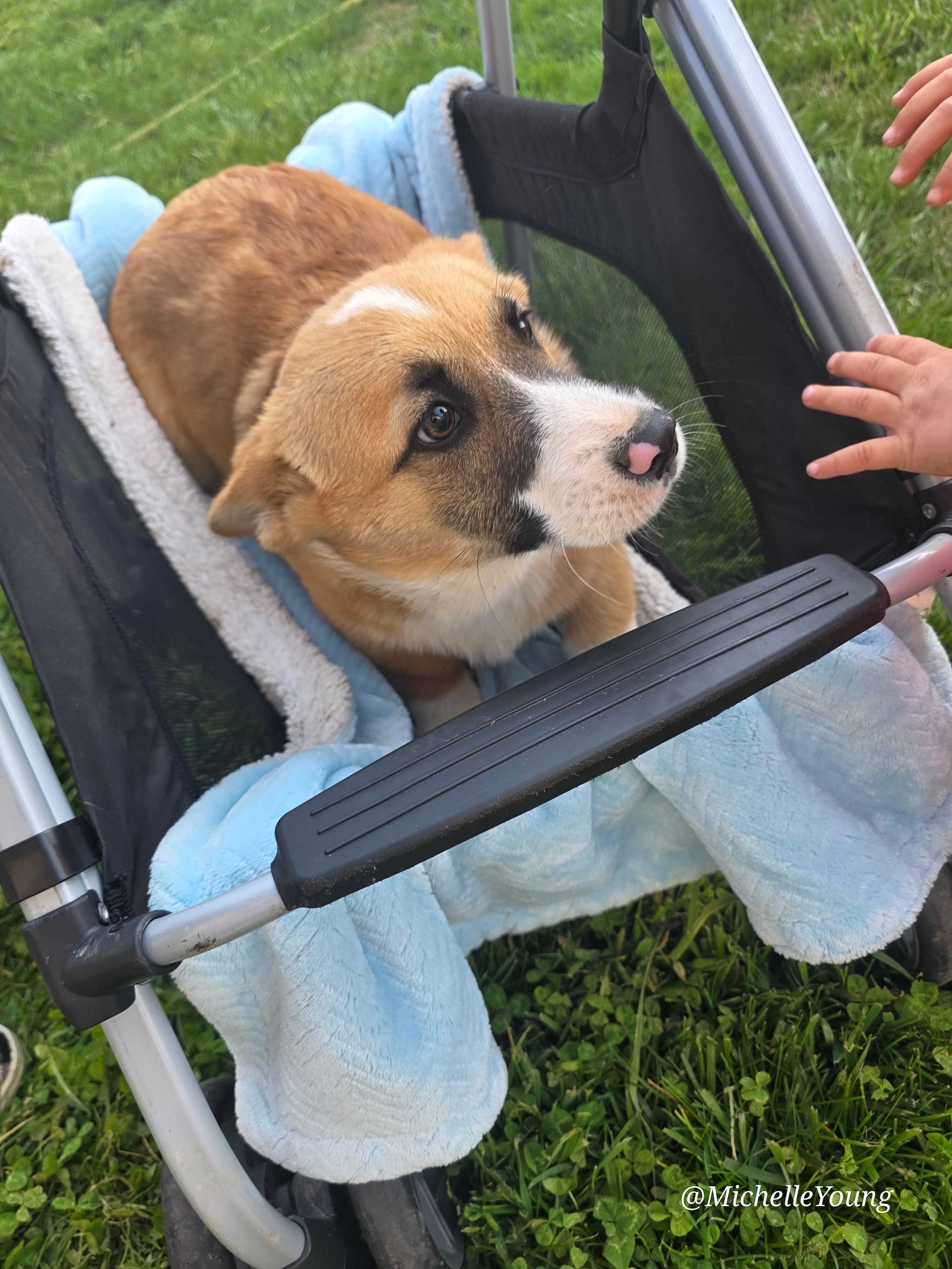 Mack, a male Pembroke Welsh Corgi for sale in Elkton, KY – Photo 2 of 2