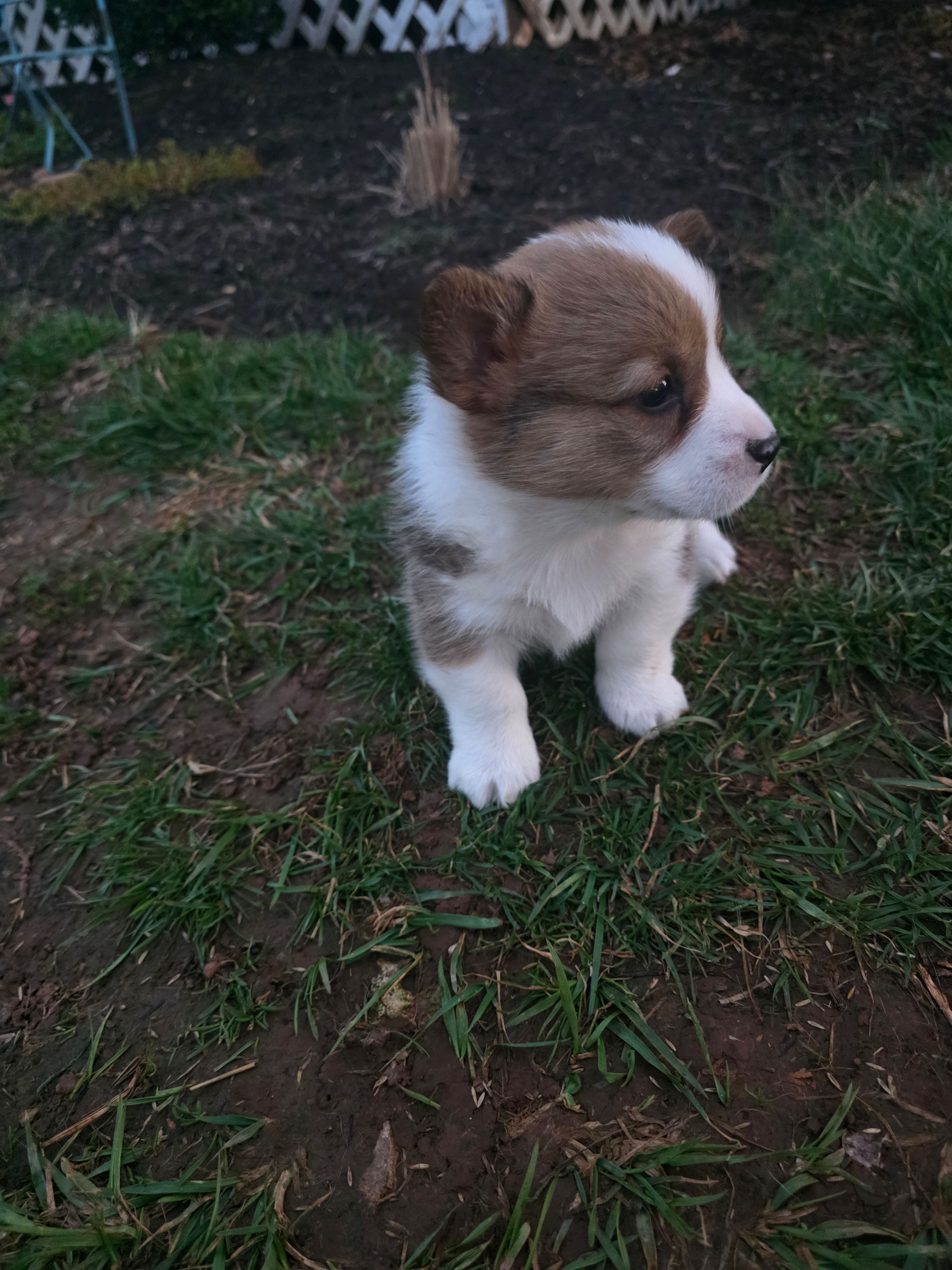 Buster, a male Pembroke Welsh Corgi for sale in Elkton, KY – Photo 2 of 2