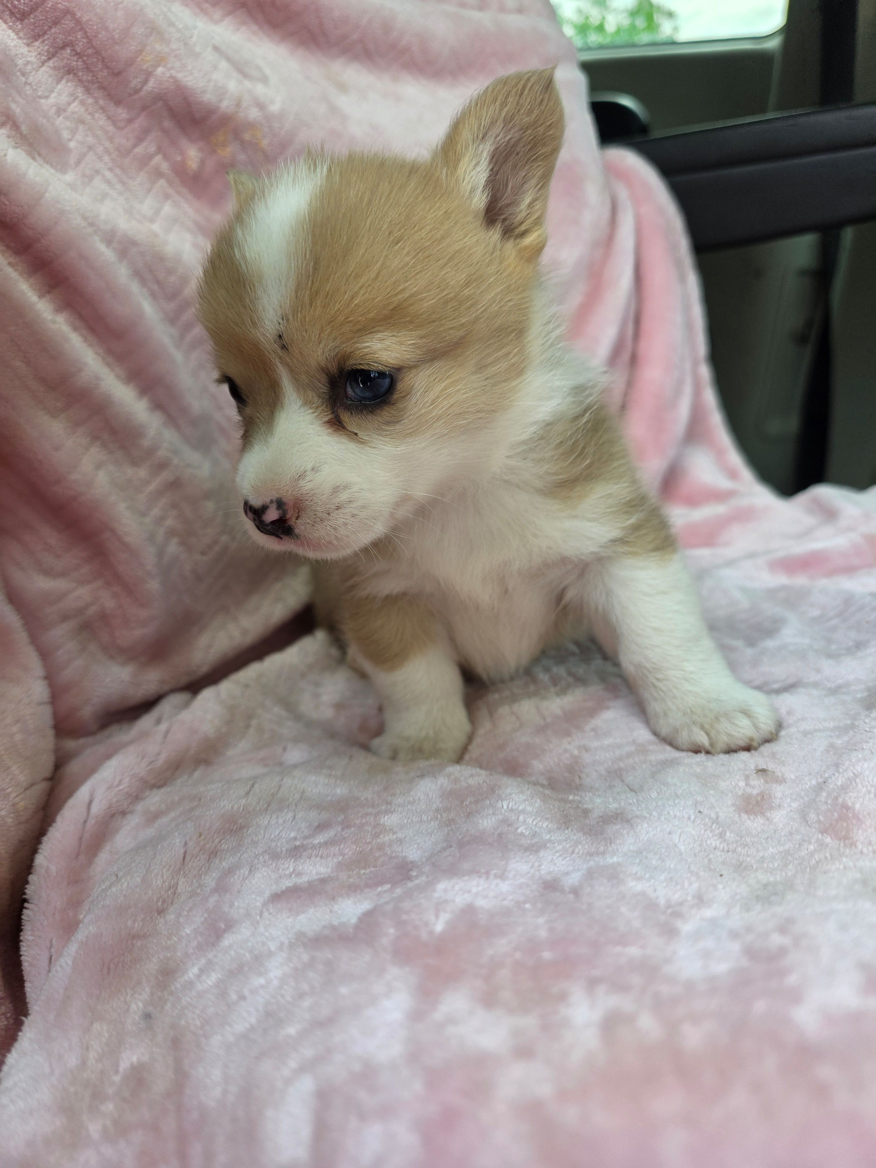 Bethany – Pembroke Welsh Corgi puppy for sale in Elkton, KY