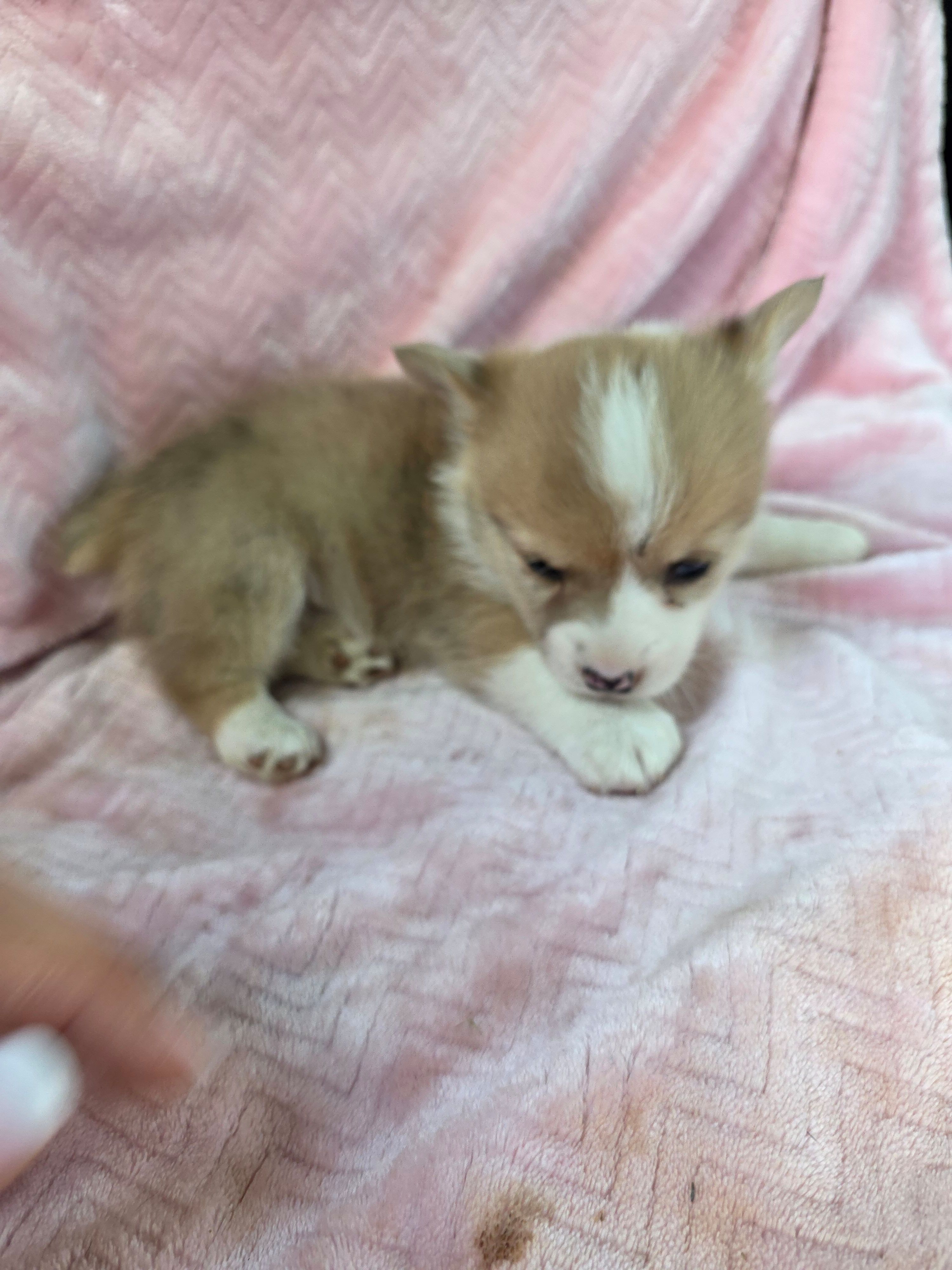 Bethany, a female Pembroke Welsh Corgi for sale in Elkton, KY – Photo 3 of 3