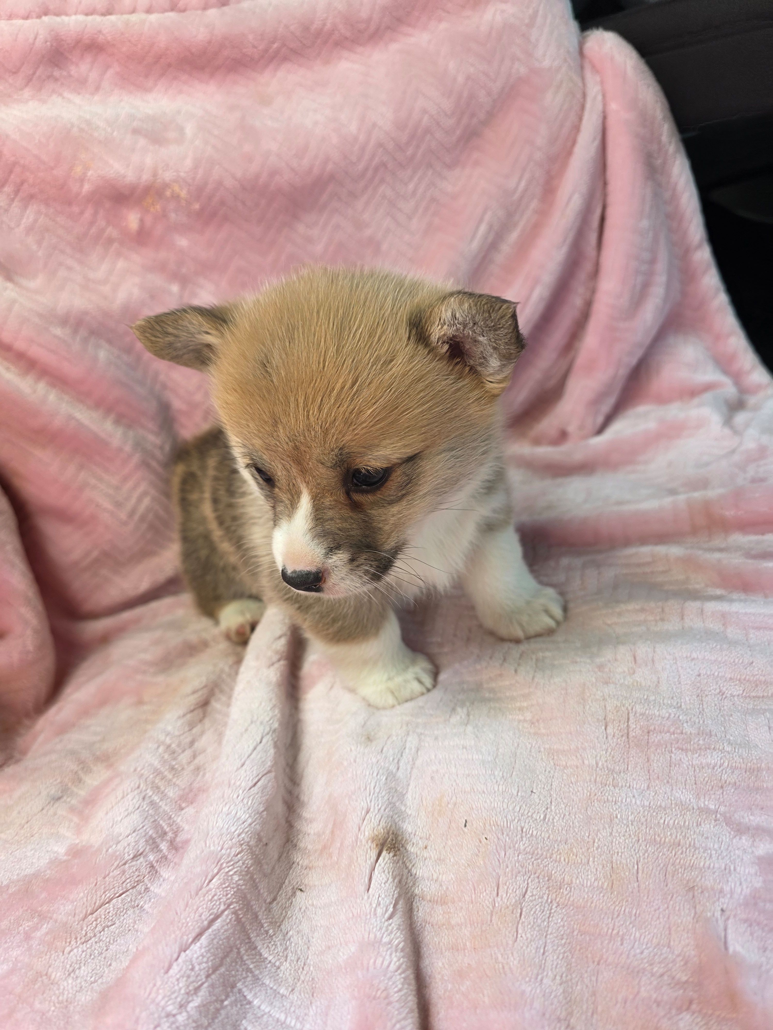 Tiffany, a female Pembroke Welsh Corgi for sale in Elkton, KY – Photo 3 of 3