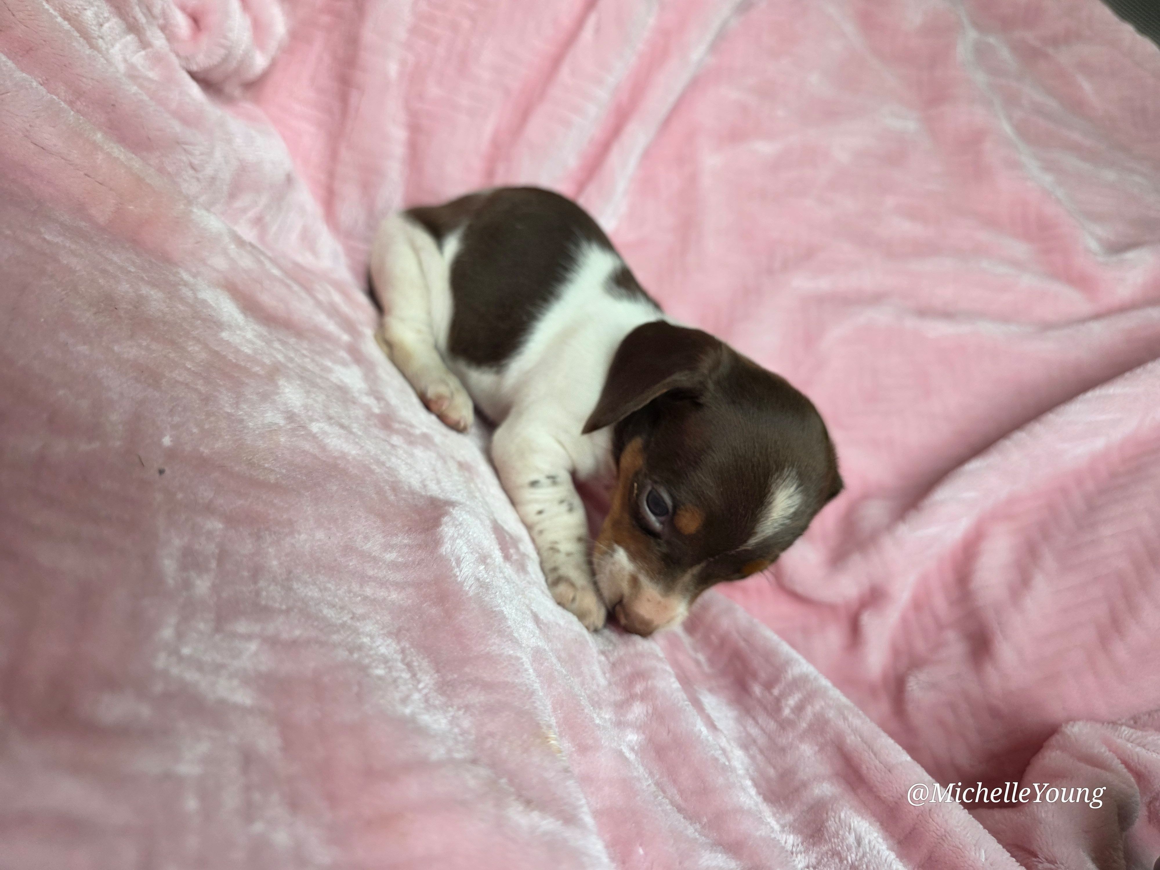 Miley, a female Miniature Dachshund for sale in Elkton, KY – 2 of 2