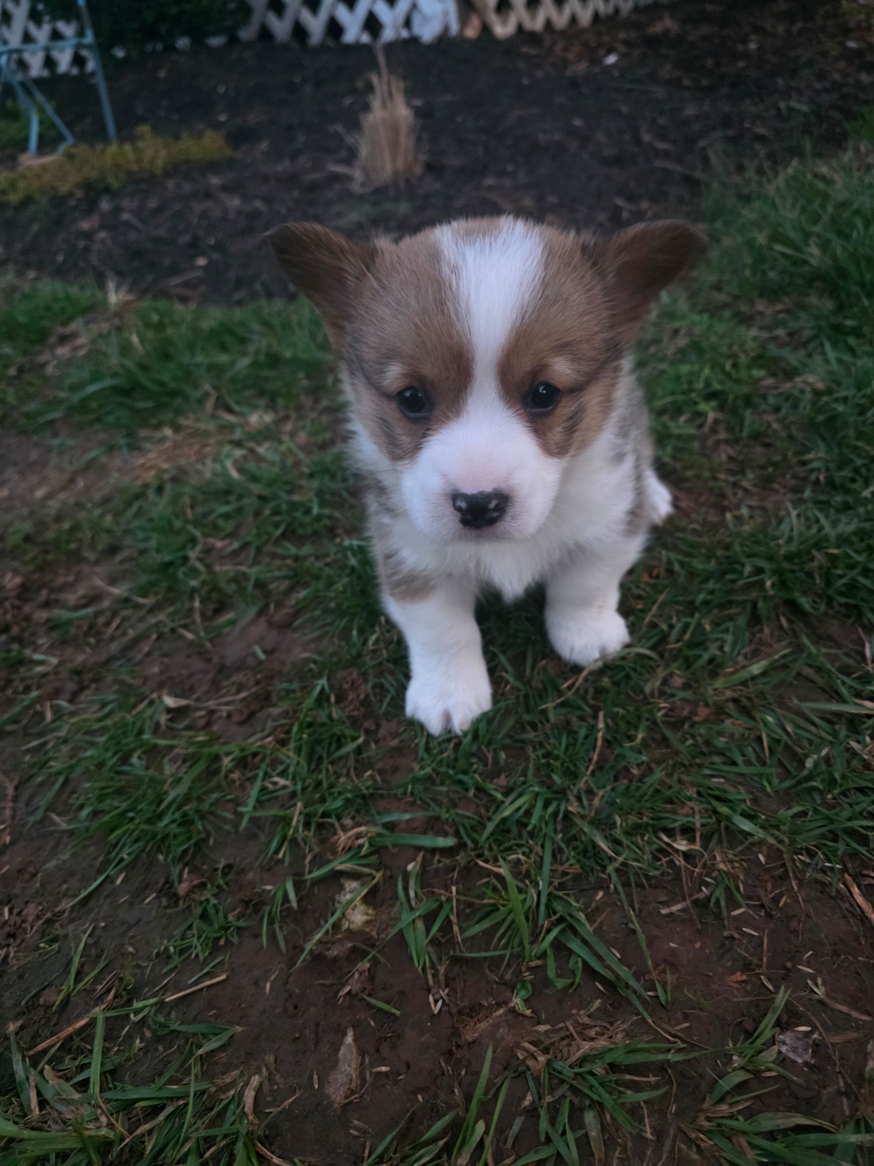 Buster – Pembroke Welsh Corgi puppy for sale in Elkton, KY