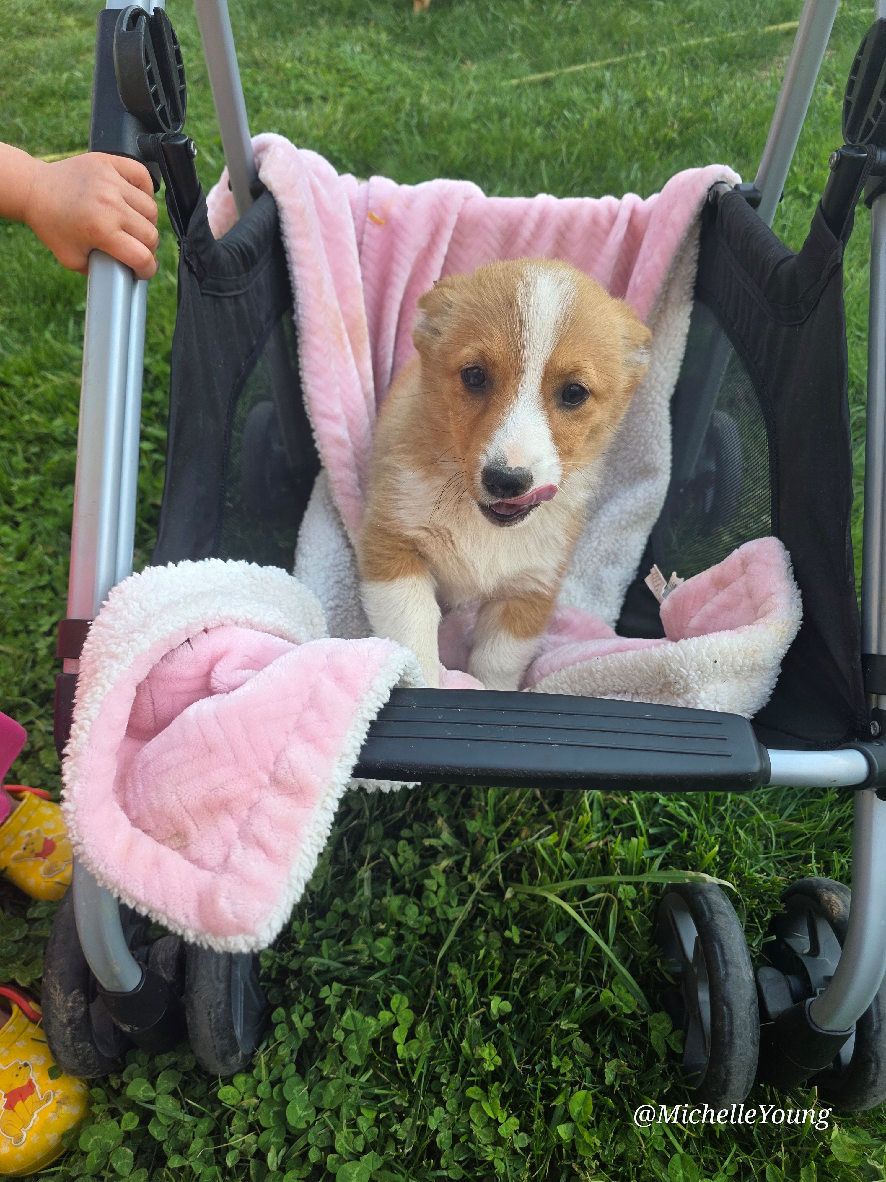 Betsy, a female Pembroke Welsh Corgi for sale in Elkton, KY – Photo 2 of 2