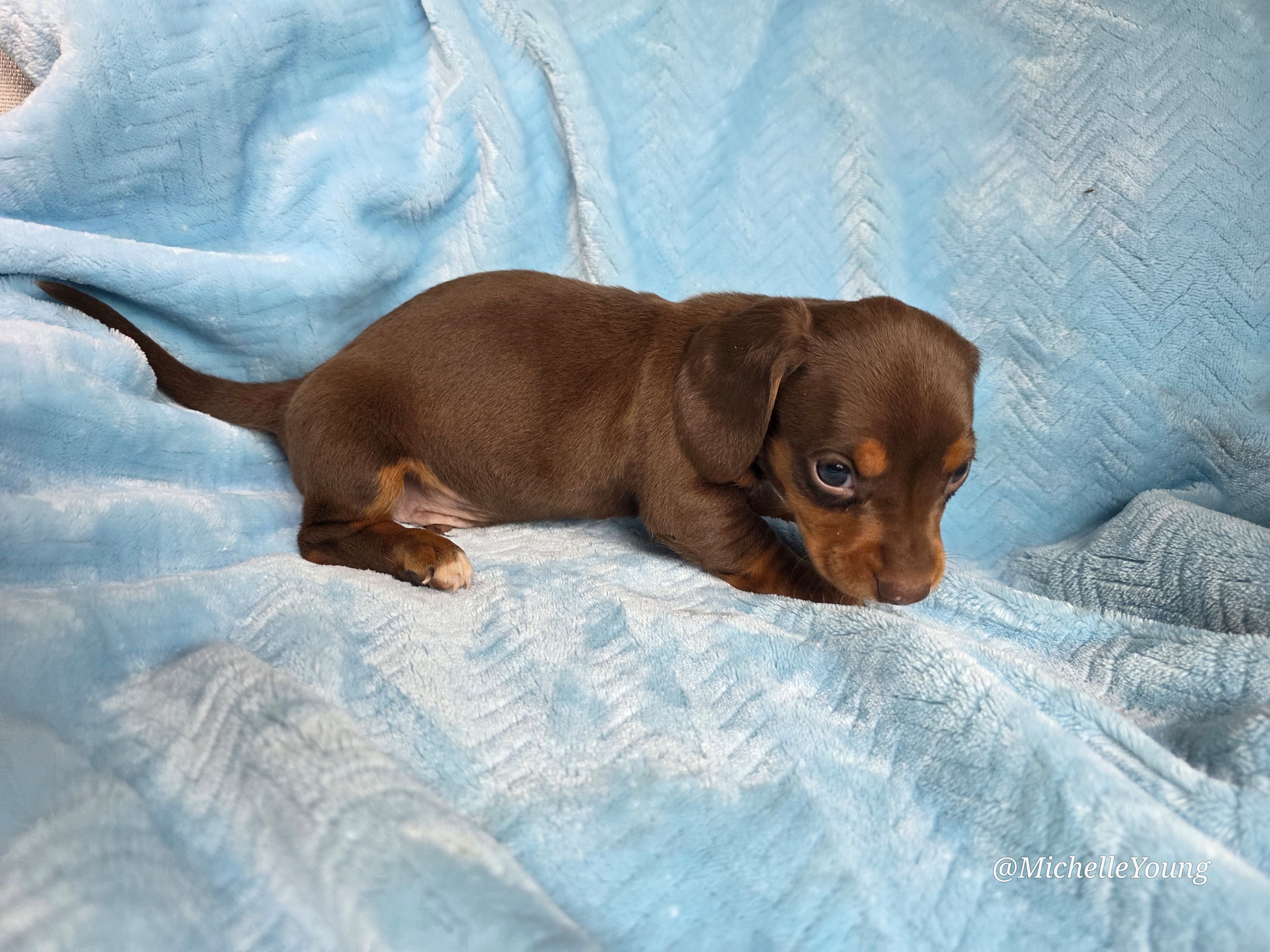 Brownie, a male Miniature Dachshund for sale in Elkton, KY – 2 of 2