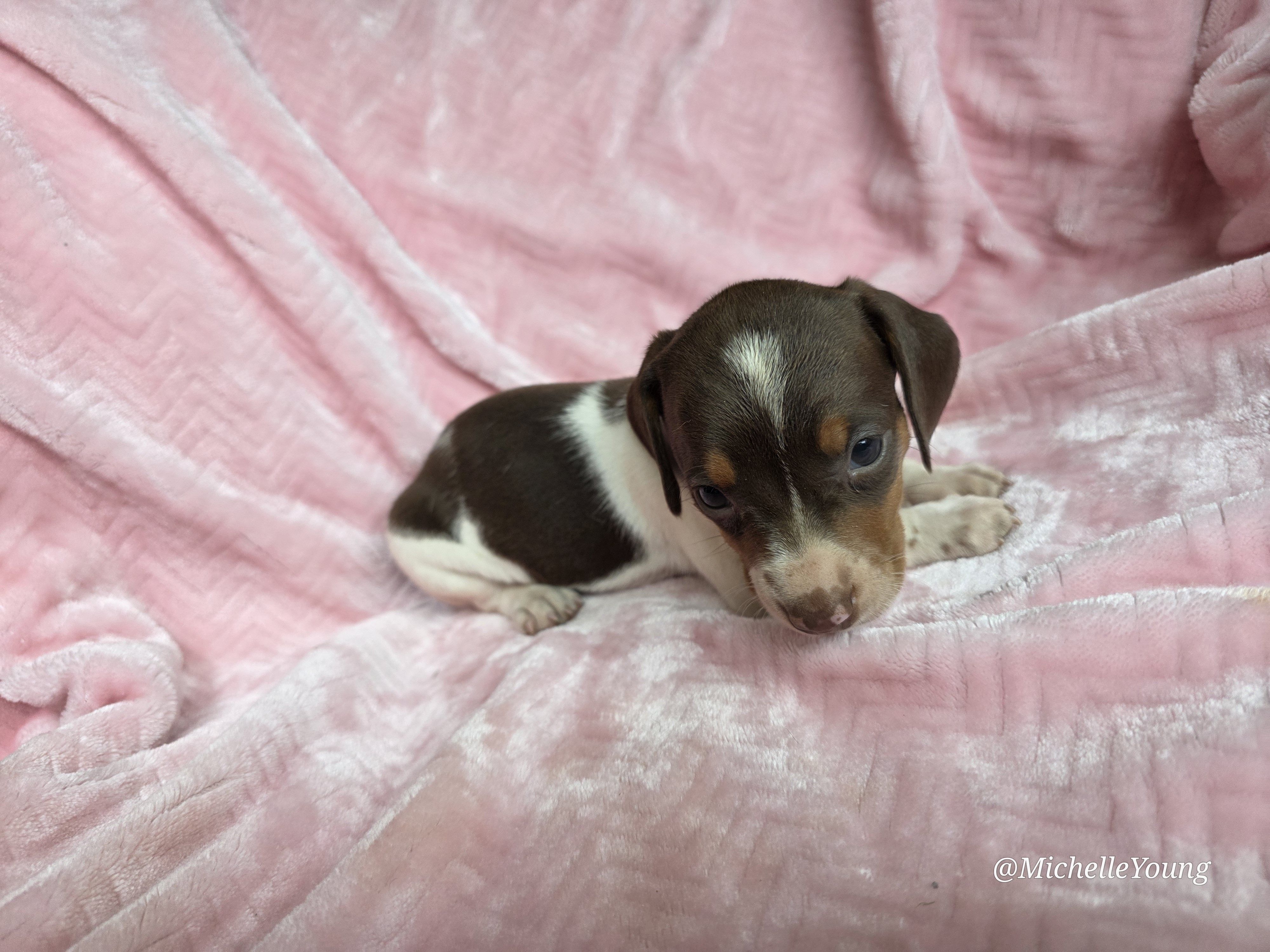 Miley – Miniature Dachshund puppy for sale in Elkton, KY