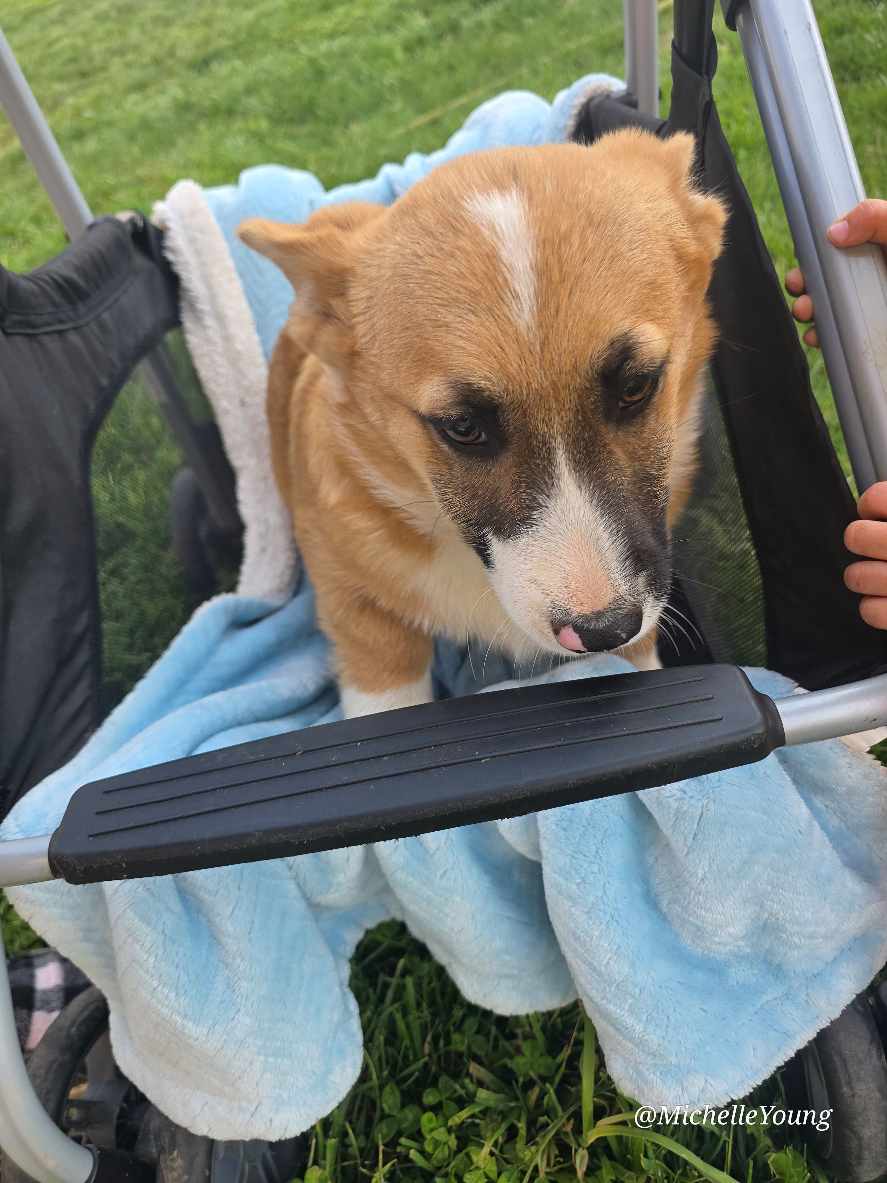 Mack – Pembroke Welsh Corgi puppy for sale in Elkton, KY