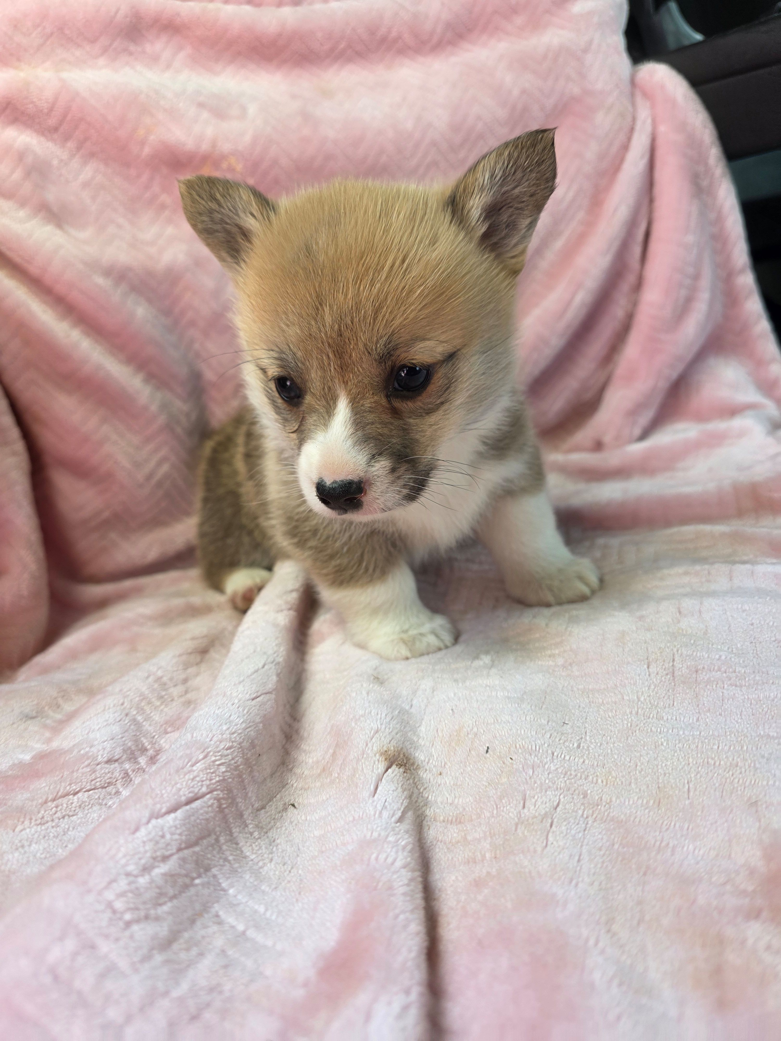 Tiffany – Pembroke Welsh Corgi puppy for sale in Elkton, KY