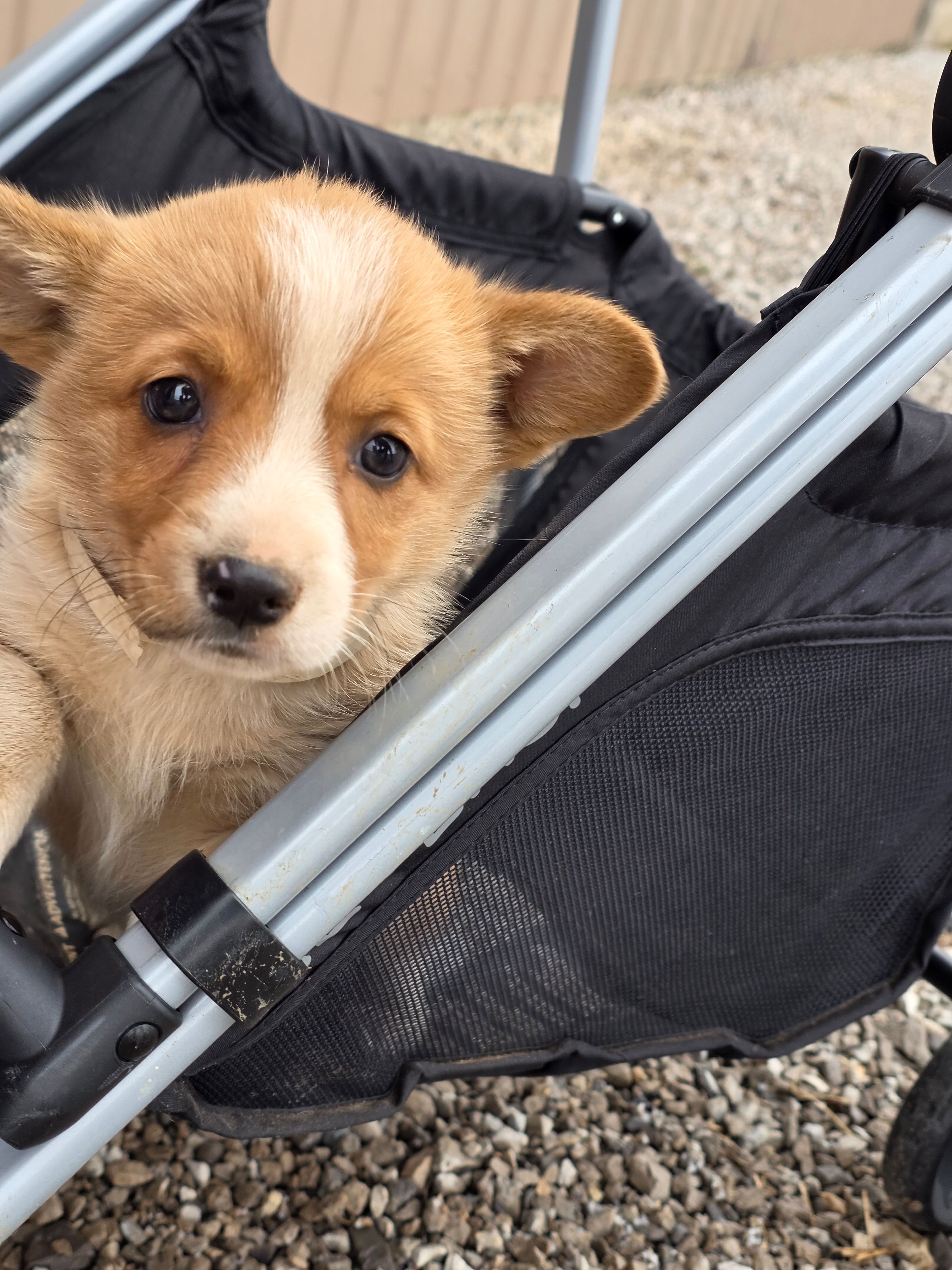 Frisky – Pembroke Welsh Corgi puppy for sale in Elkton, KY