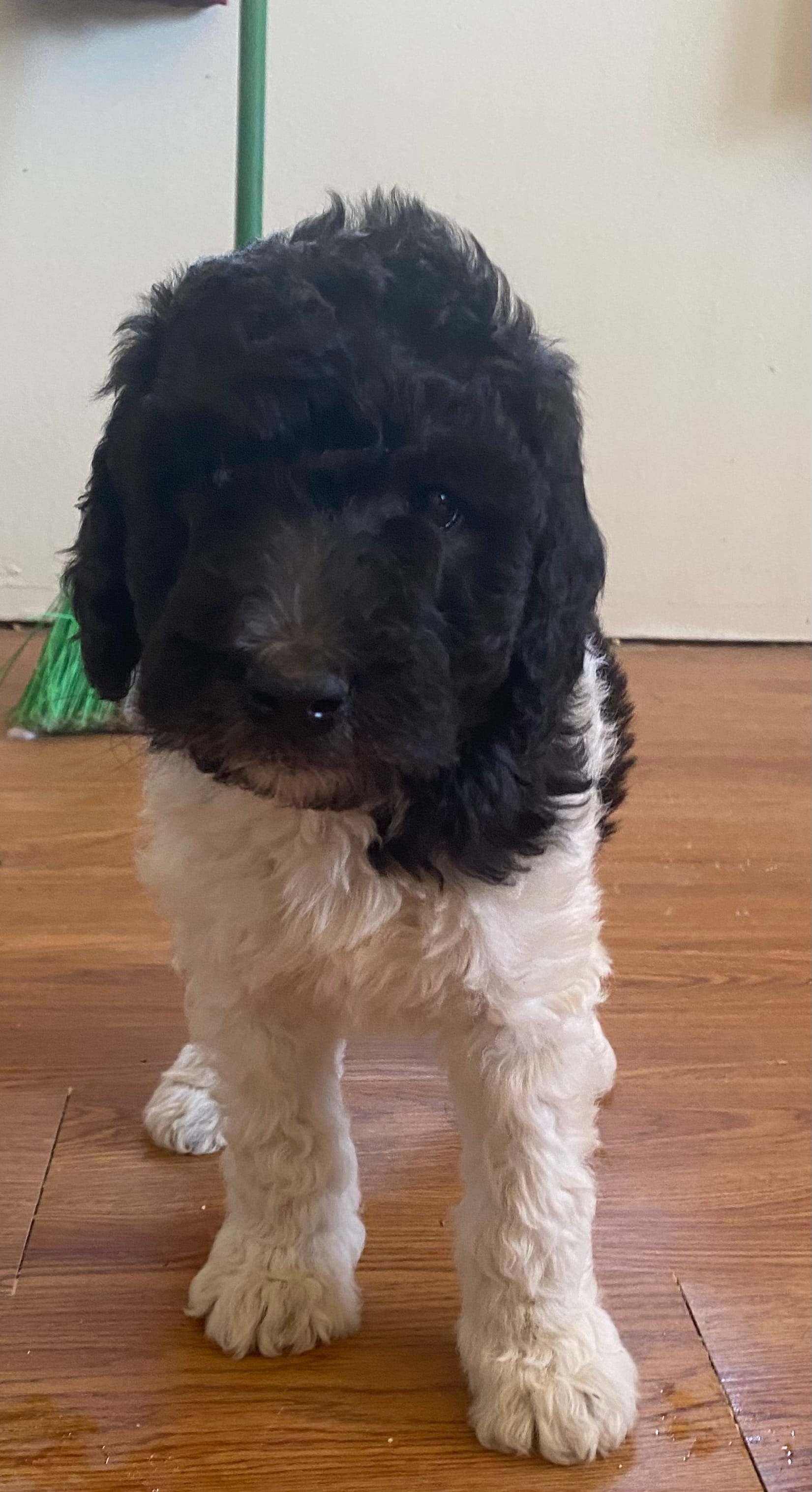 boy 2 – Labrador Retriever, Poodle - Standard  puppy for sale in Merced, CA