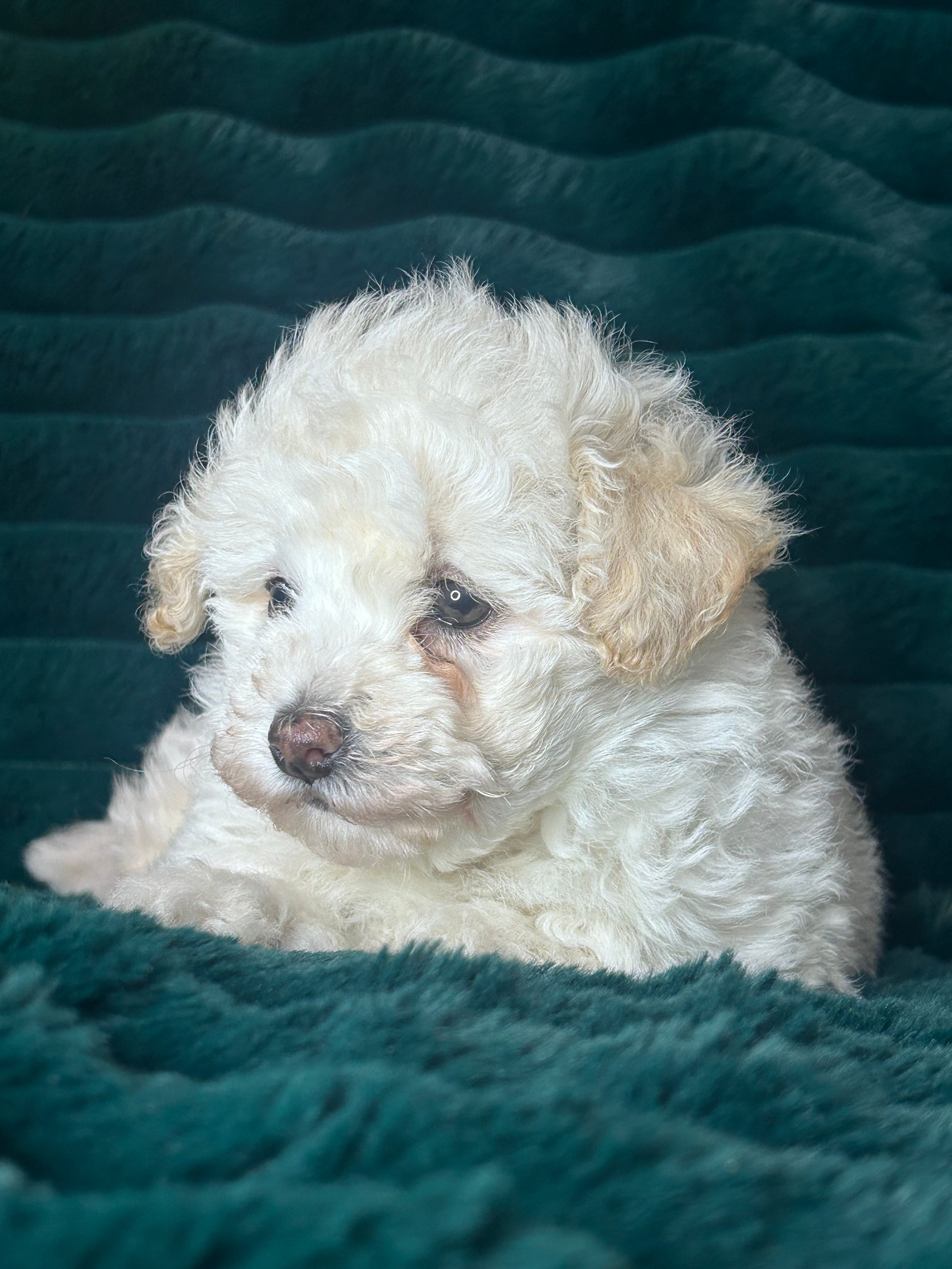 Baby – Bichon Frise puppy for sale in Winton, CA