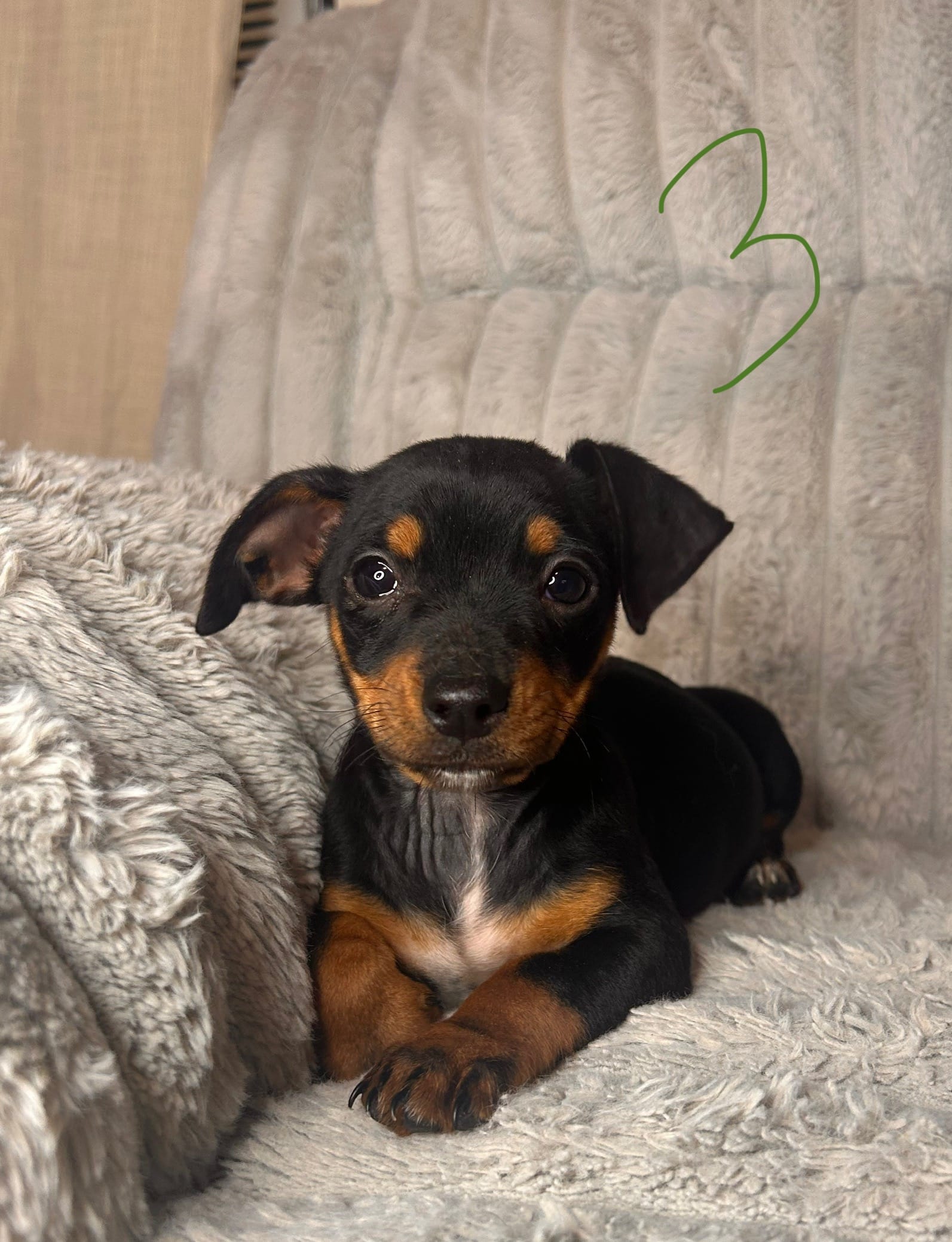 Leo – Chihuahua, Miniature Pinscher puppy for sale in Winton, CA